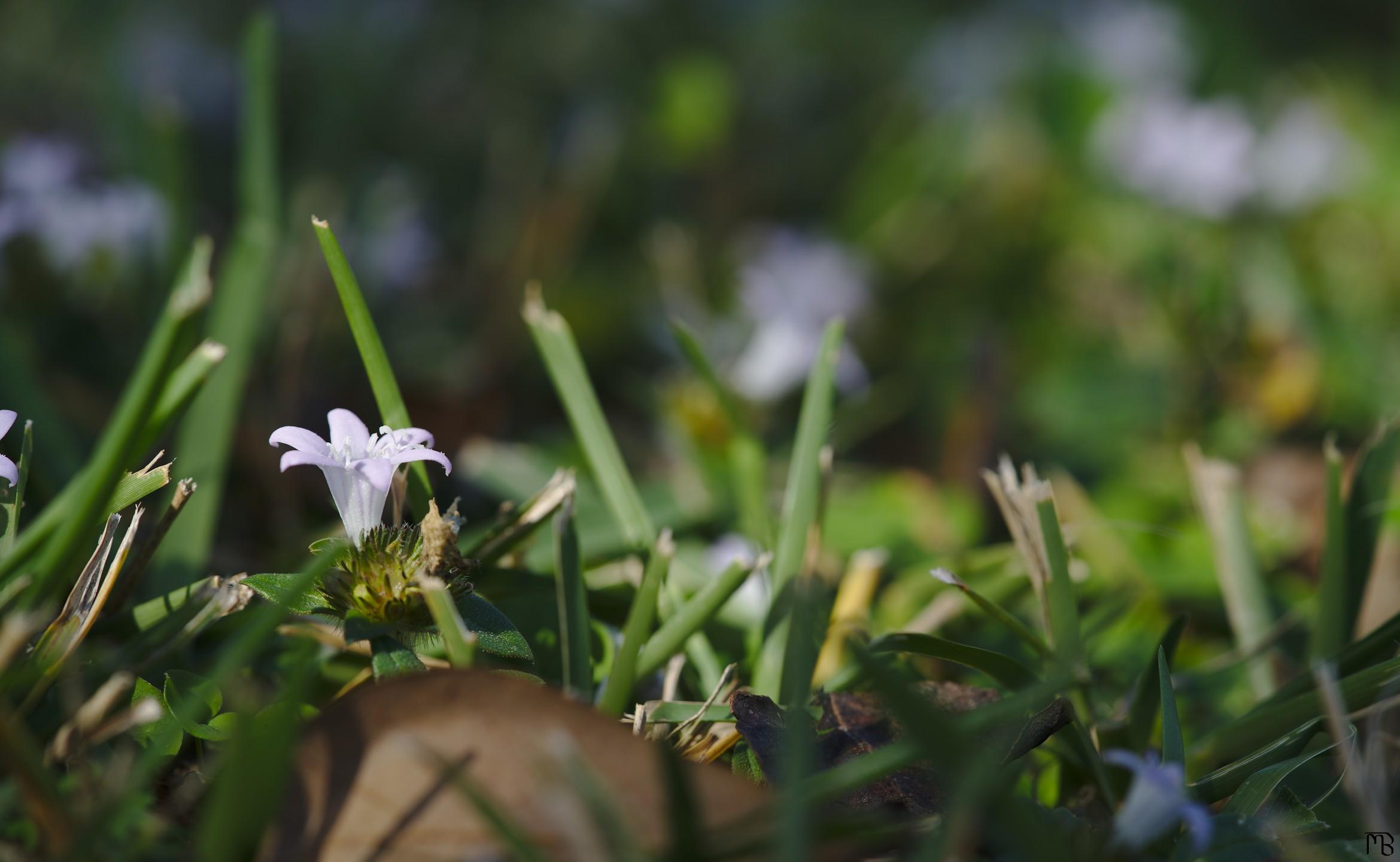 Single white flower in grass