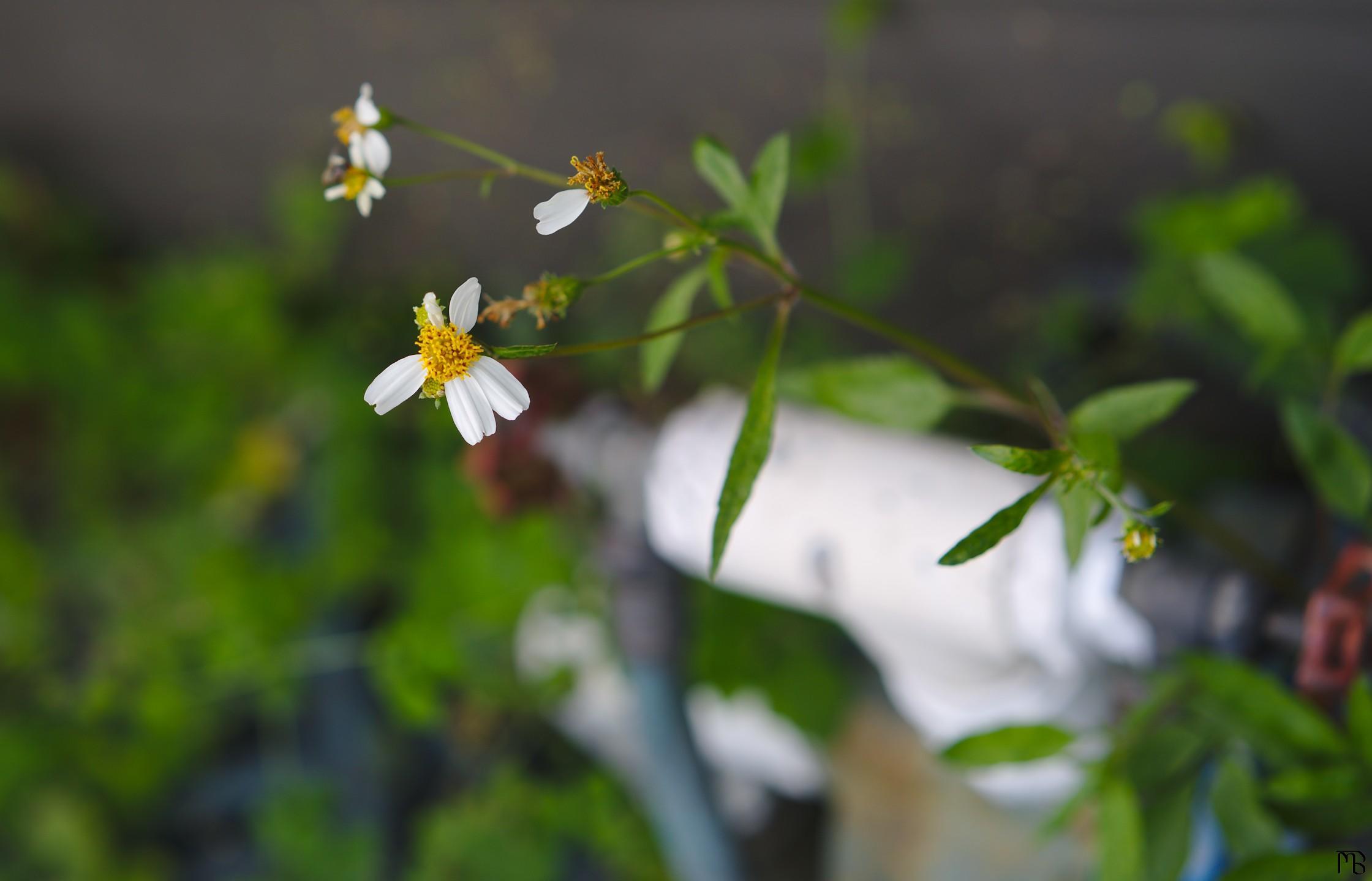 Fraile daisy poking out above ground