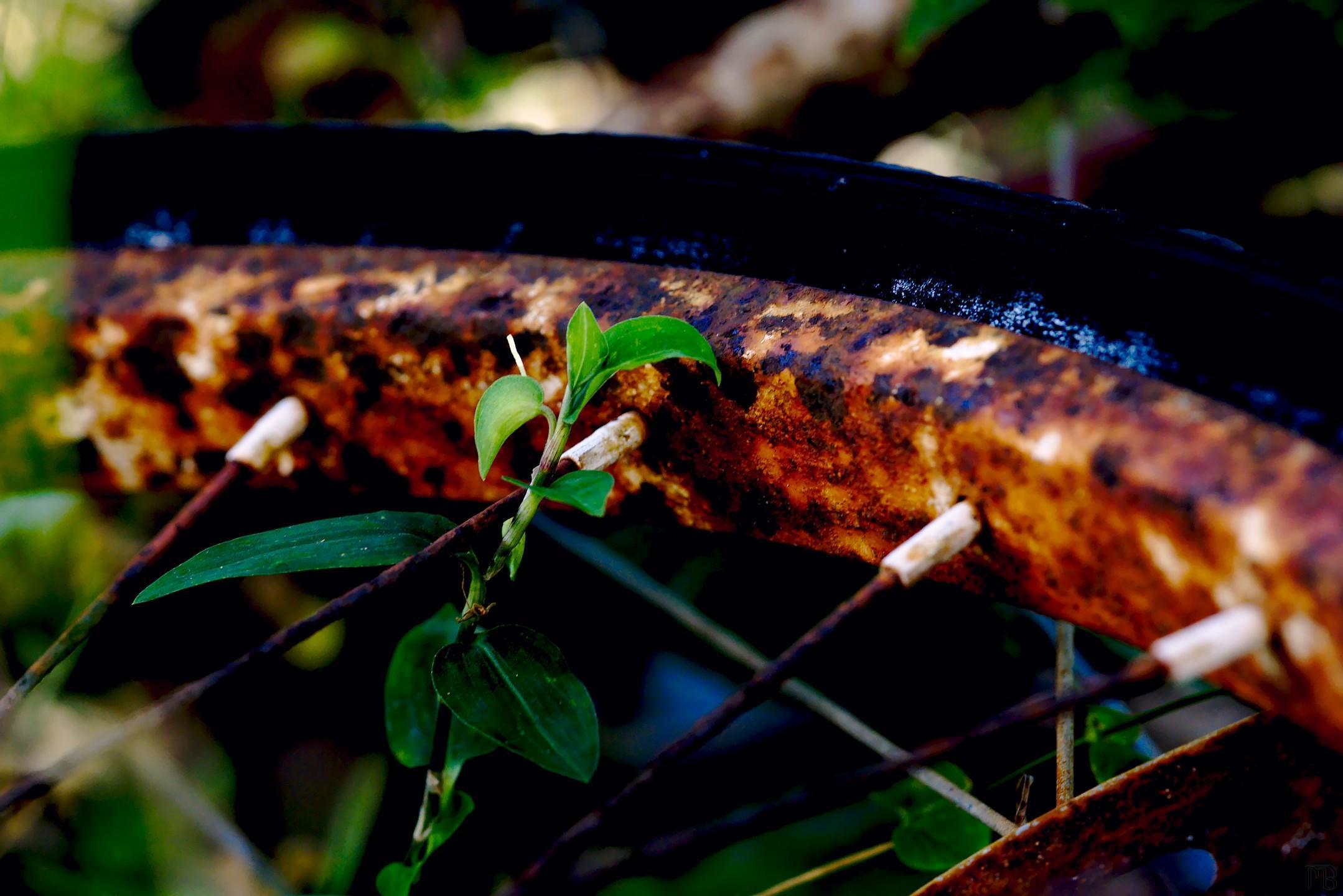 Arty plant growing through rusty bike wheel