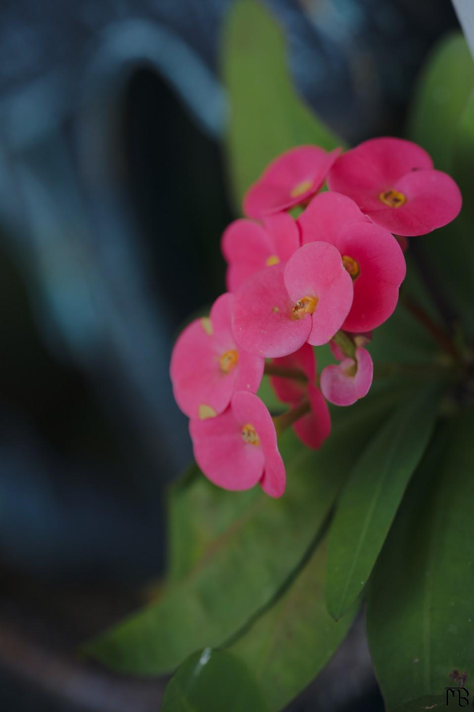 Pink flowers with yellow centers