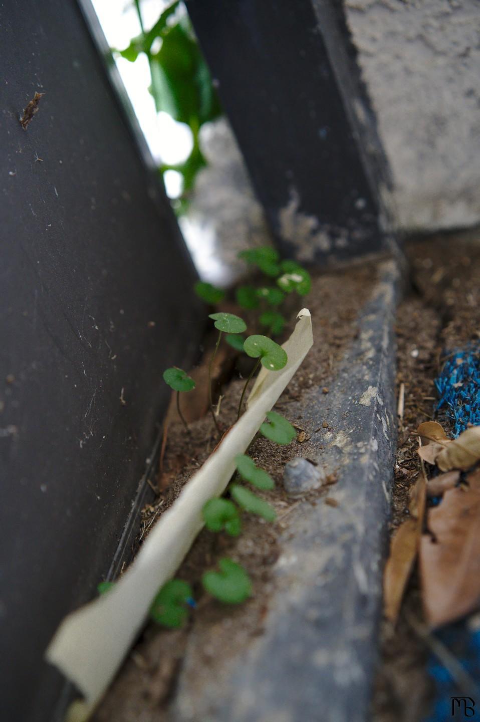 Green plants growing up in porch