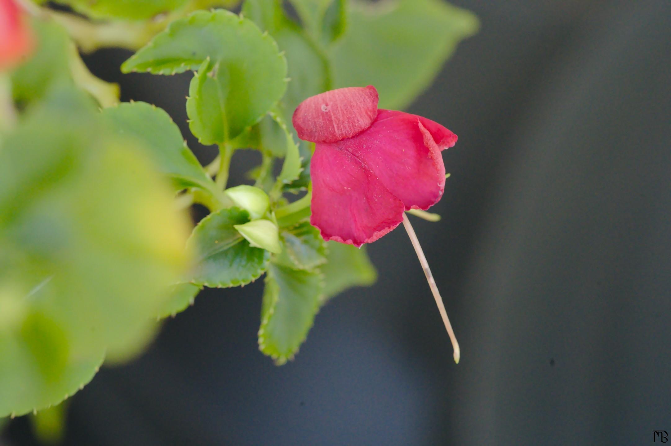 Pink flower growing up in garden