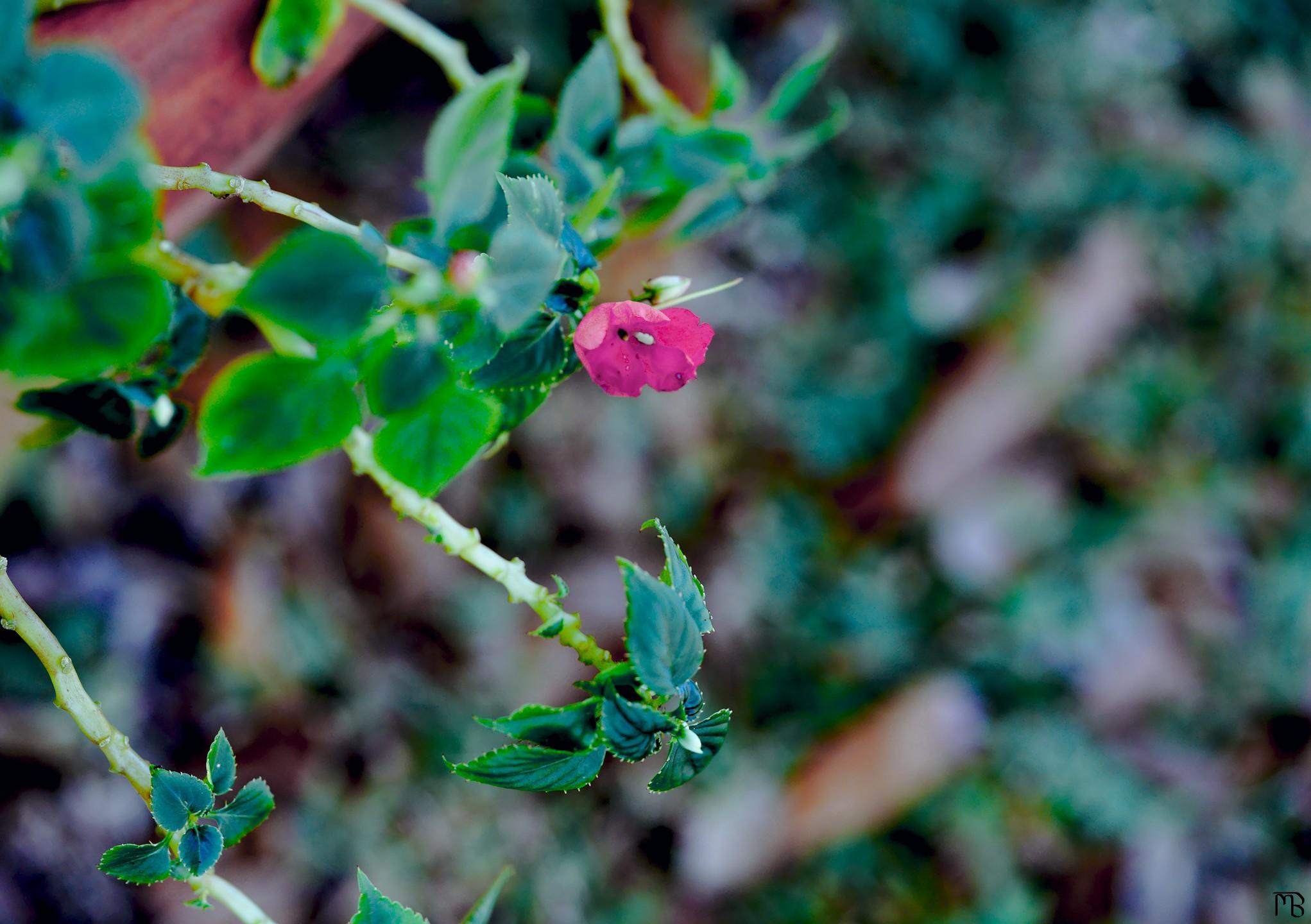 Arty purple flower above blue grass