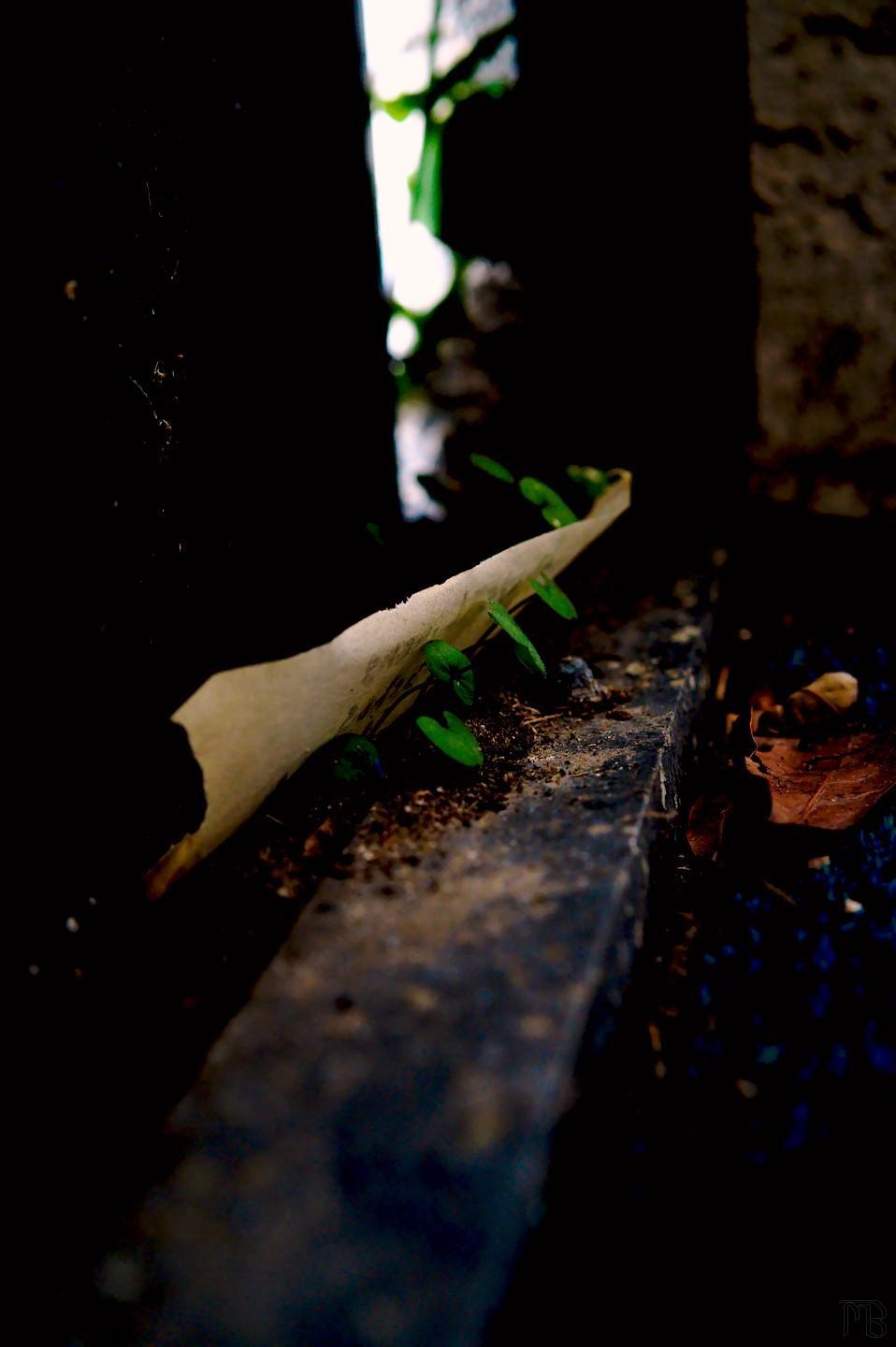 Arty green plants growing in porch