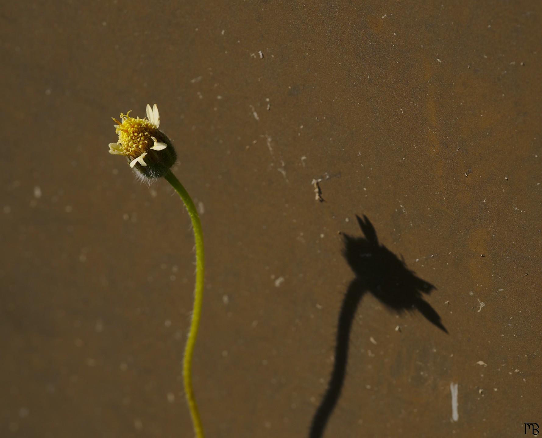 Daisy near yellow wall