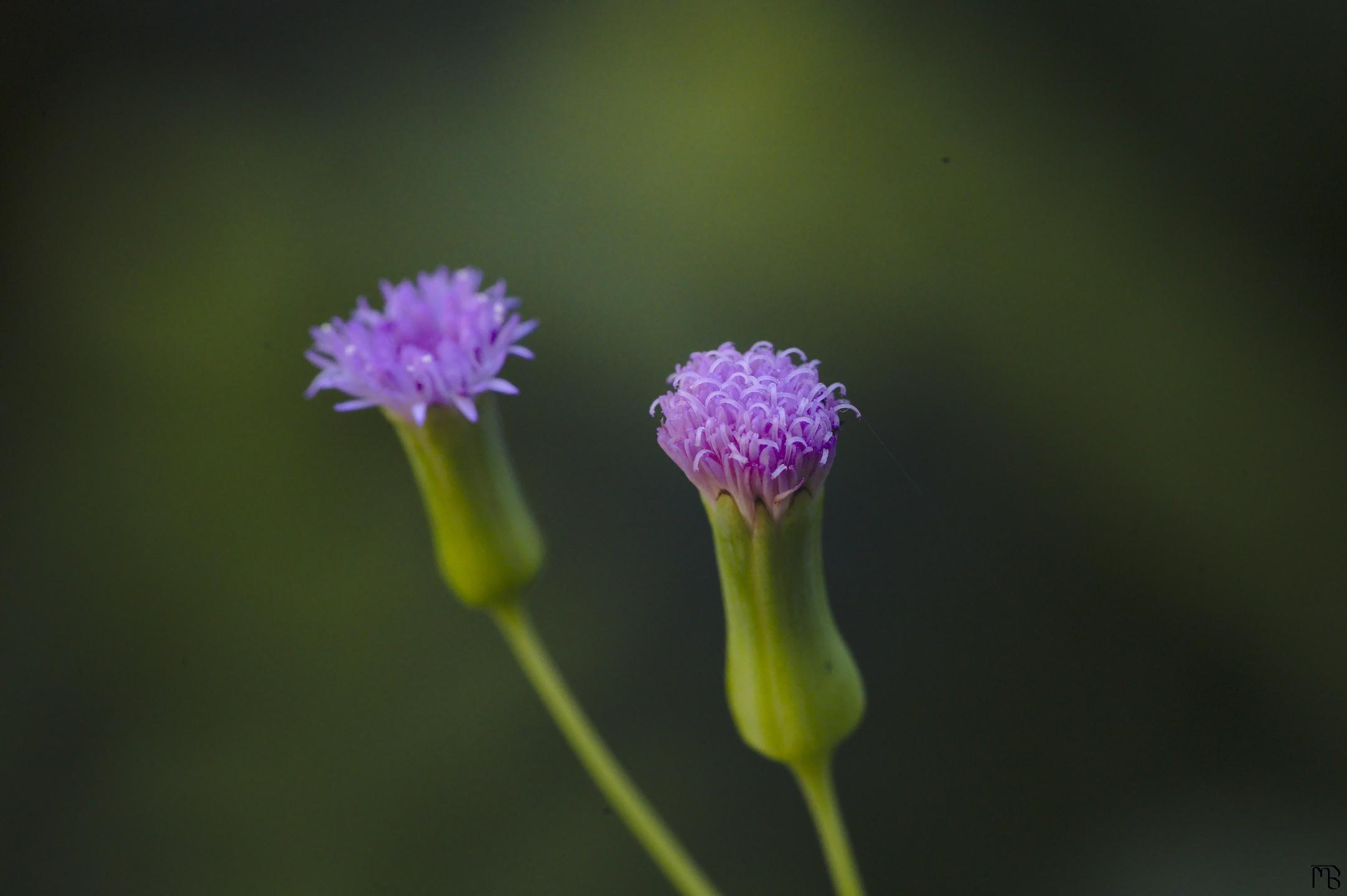 Small pink flower buds