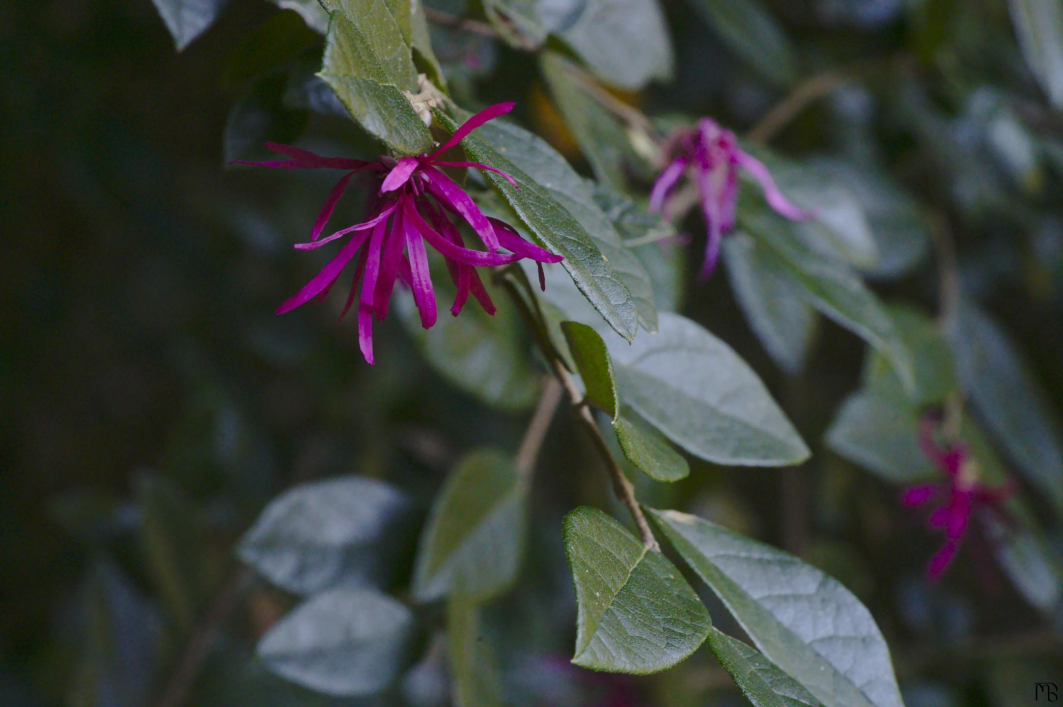 Pink flowers on branch