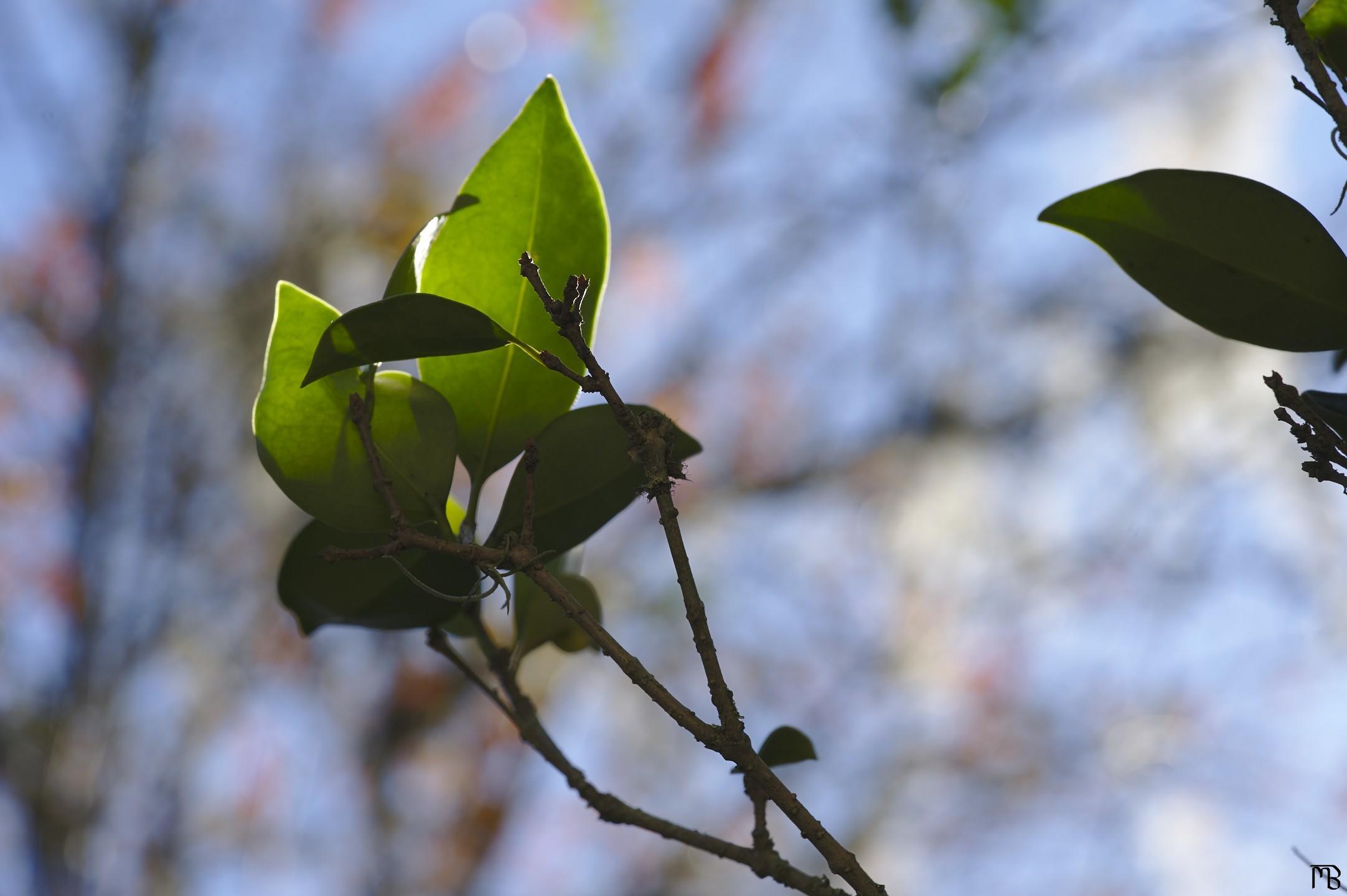 Leaves in sunlight