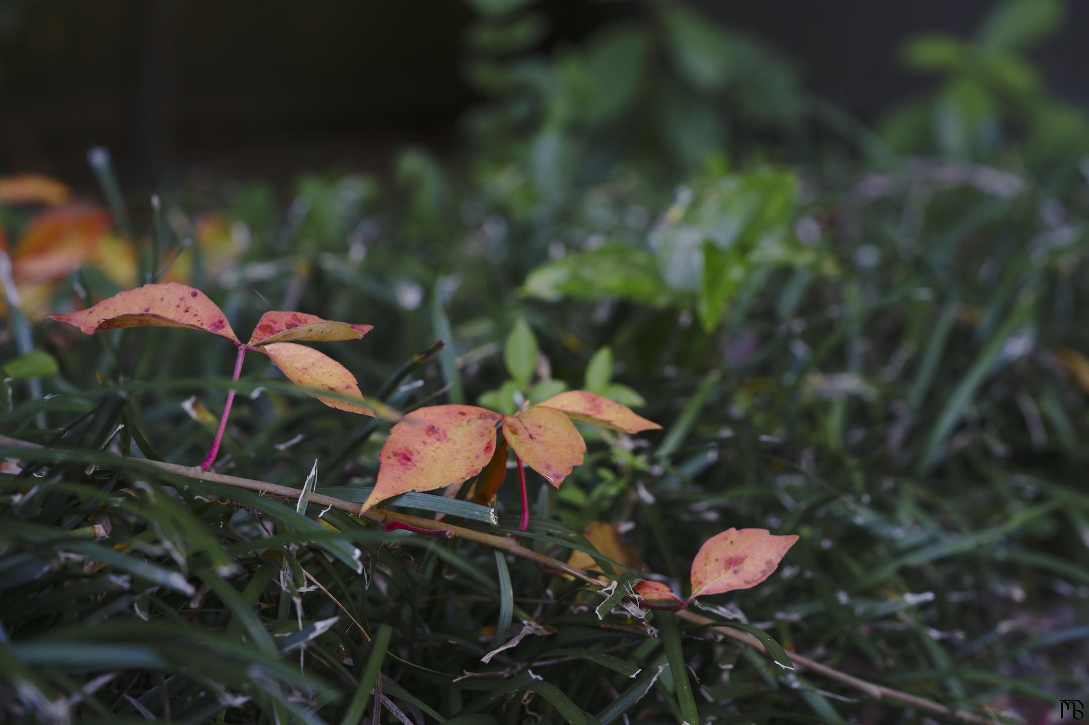 Red and yellow leaves near bush