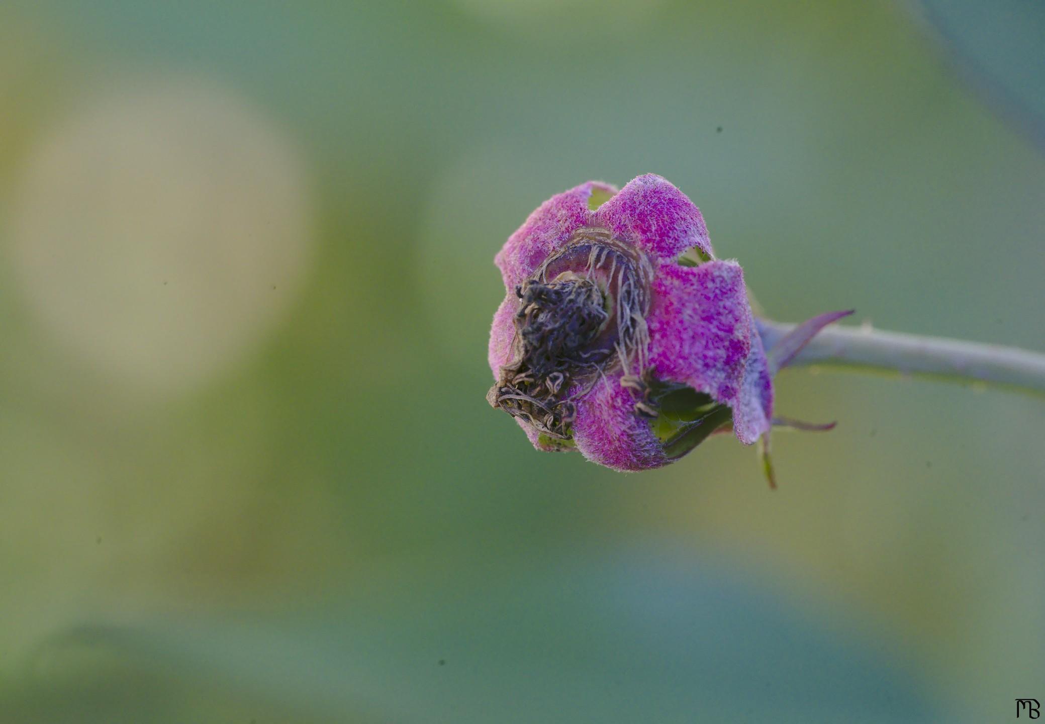 Pink flower by itself