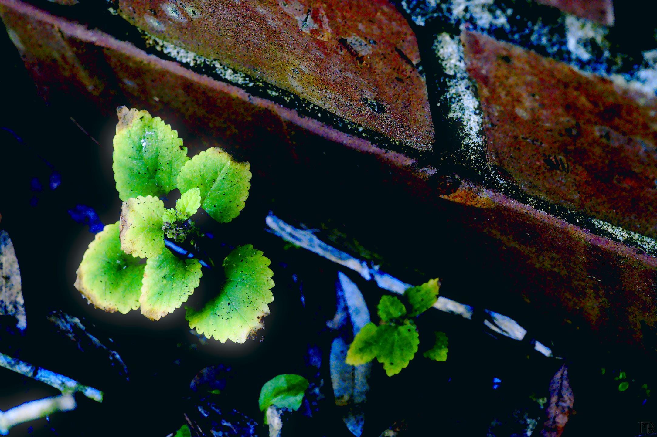 Arty green plant near red brick