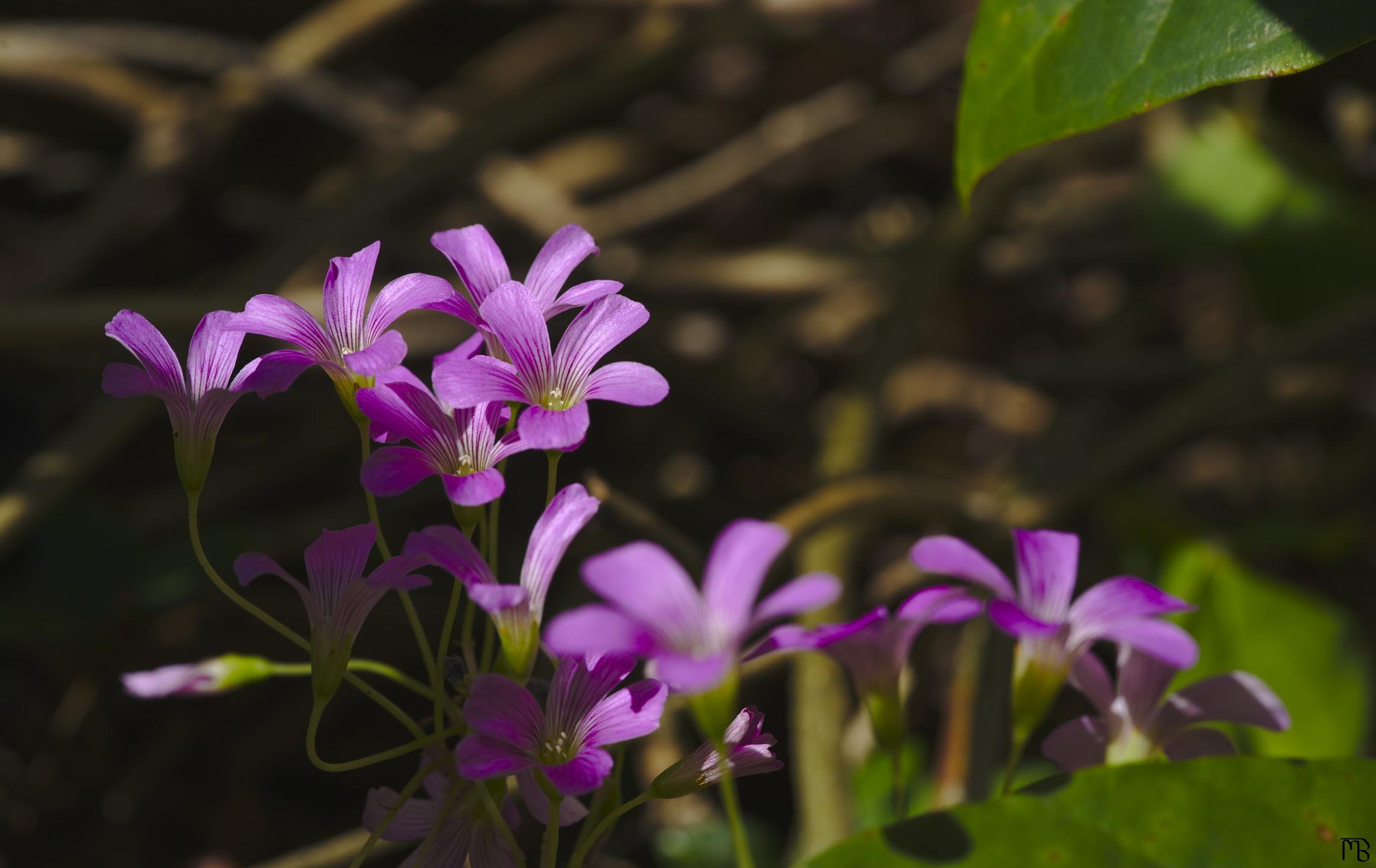 Pink flower near leaves