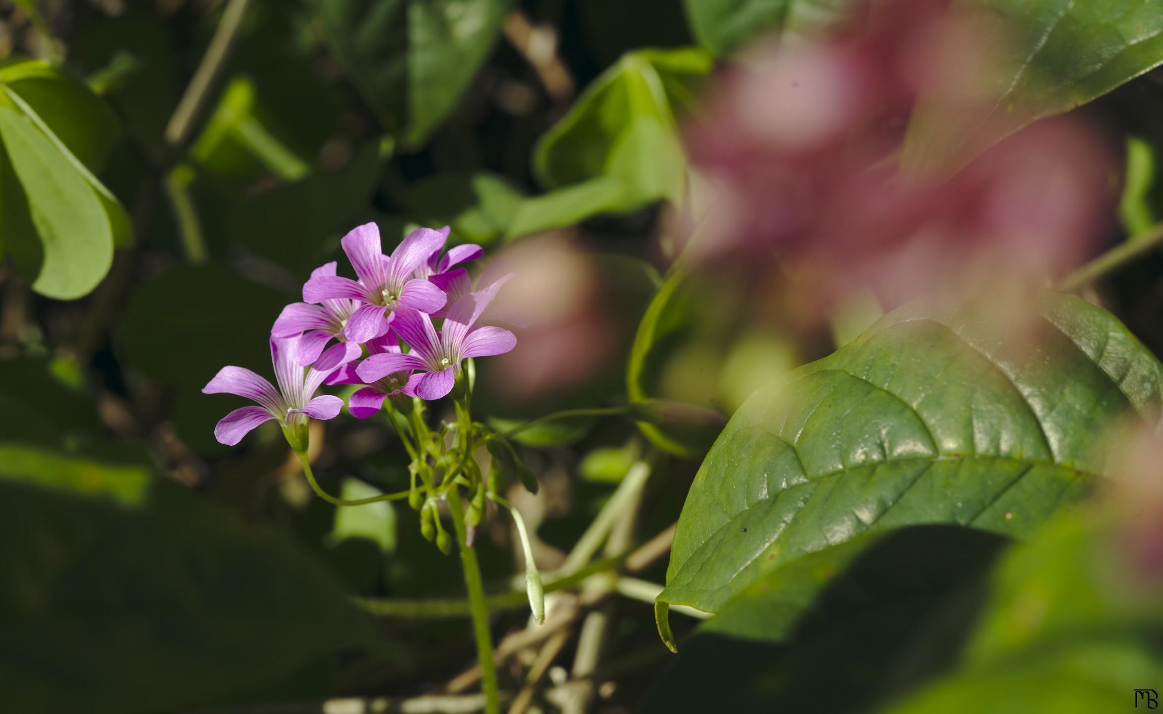 Pink flower in bush