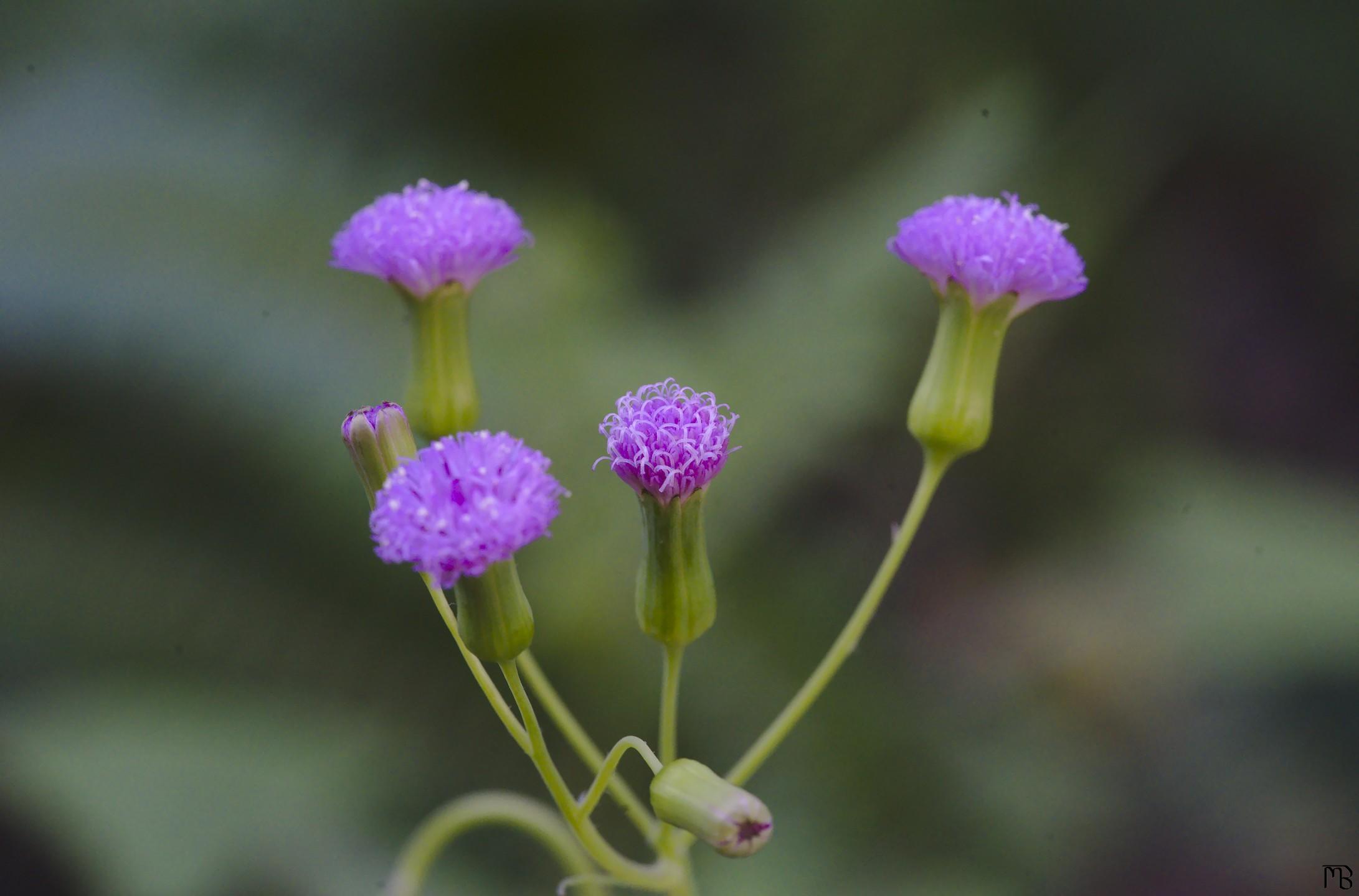 Pink flower buds