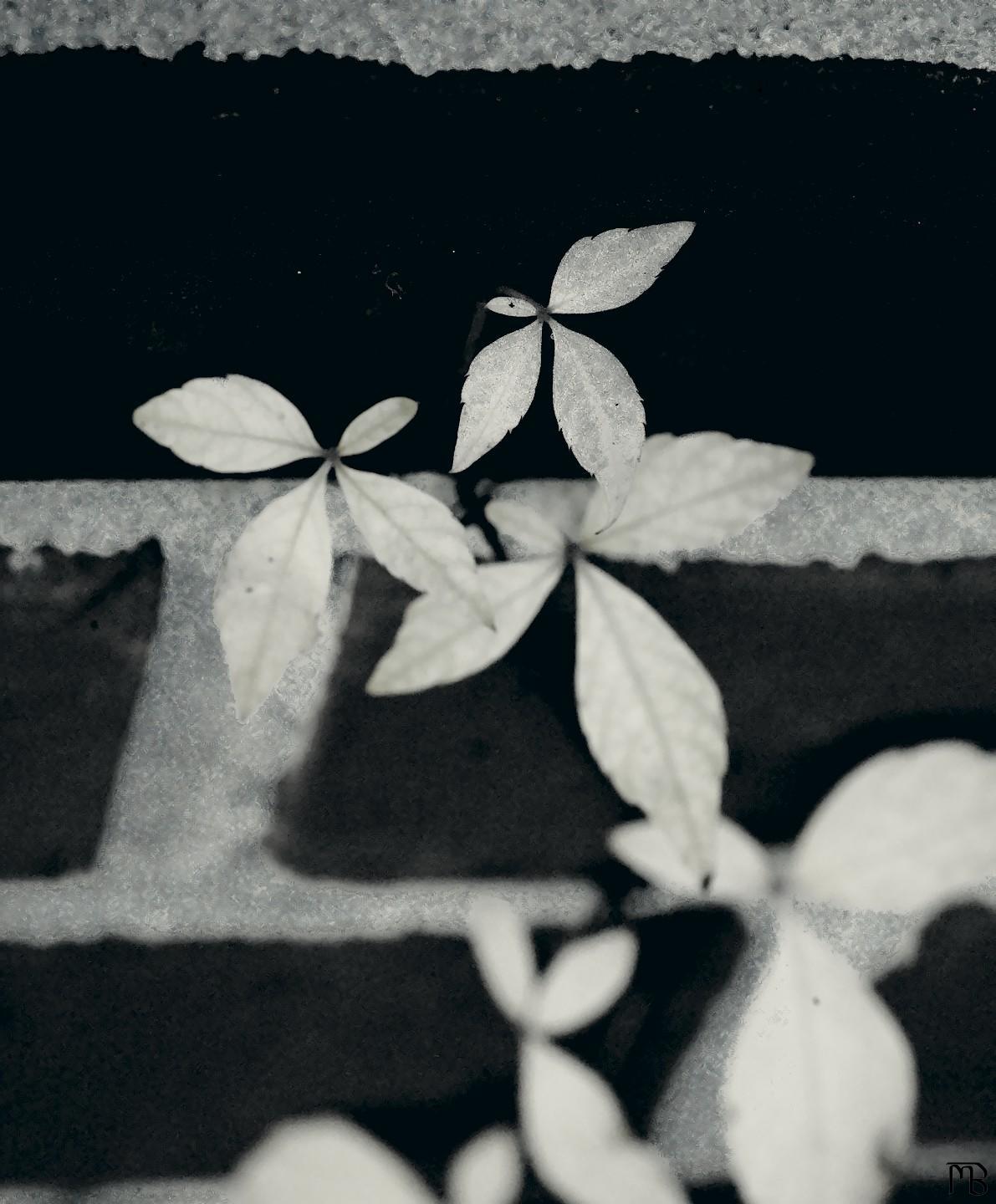 Arty black and white vine on brick