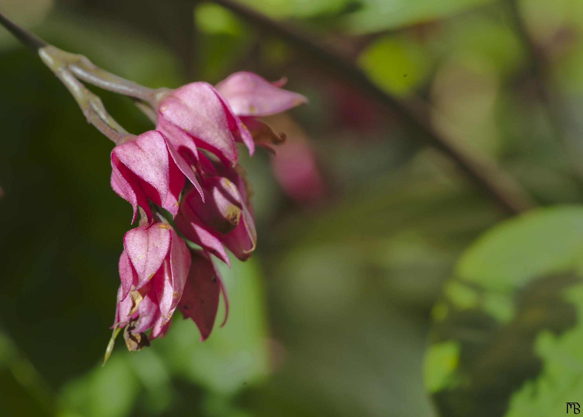 Pink flowers in sun