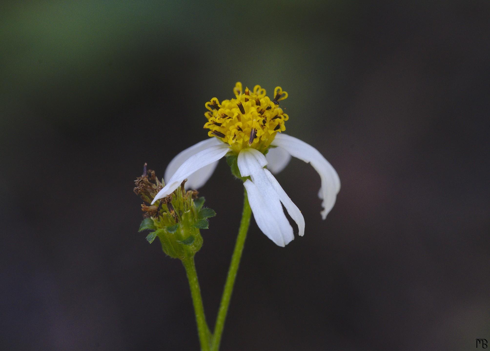 Daisy with broken petal