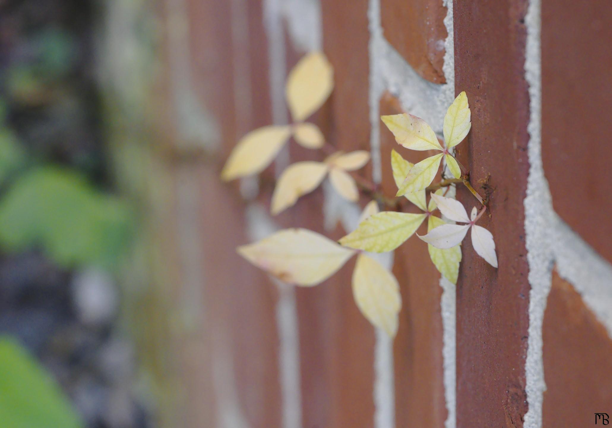 Yellow green vine on brick