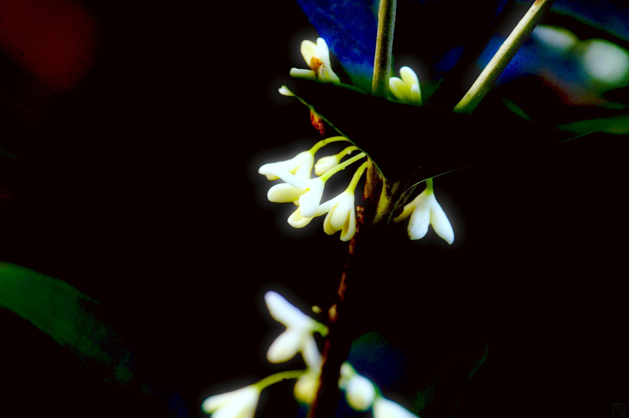 Arty white petals on plant