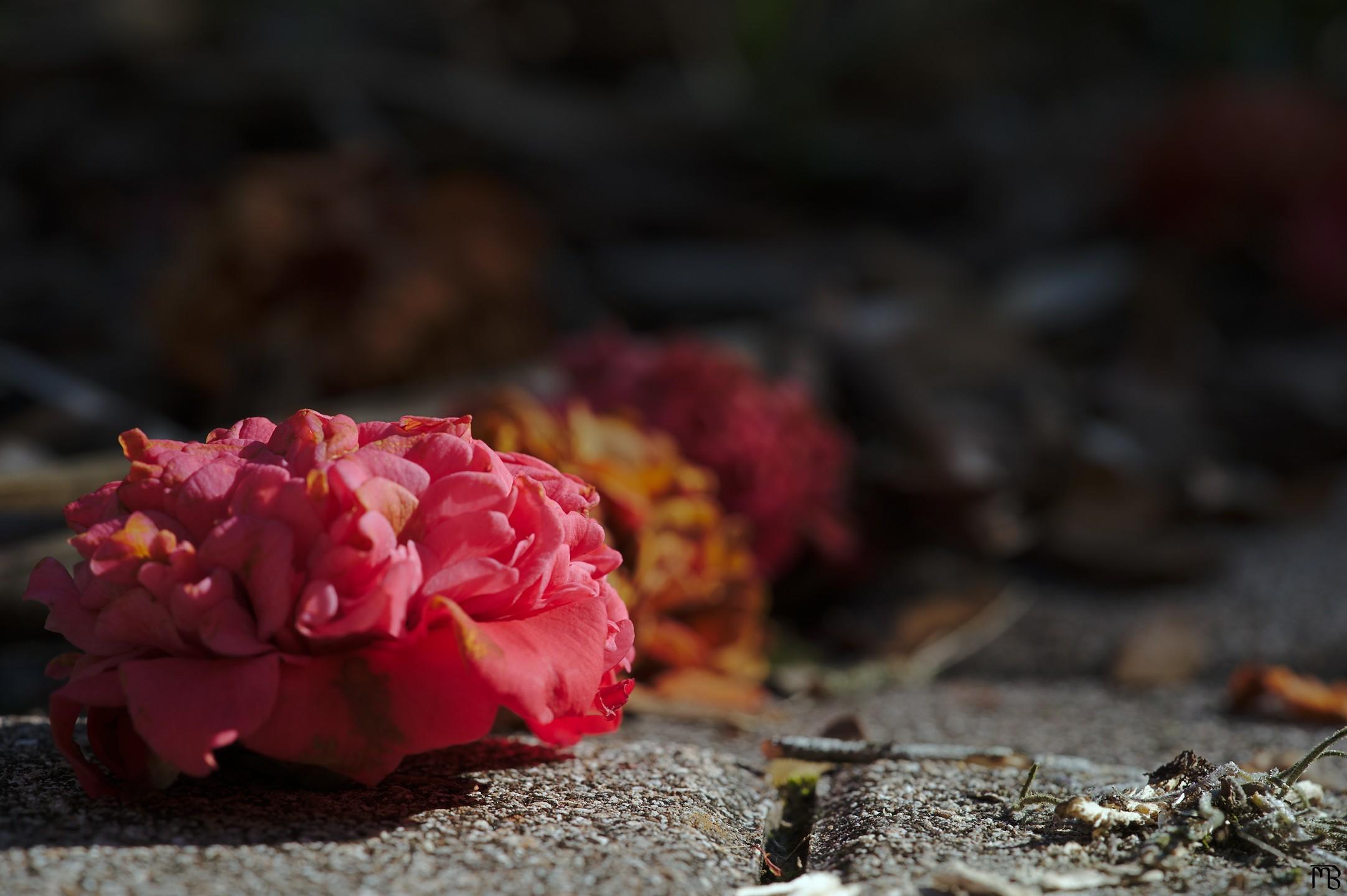 Pink flower petal on ground