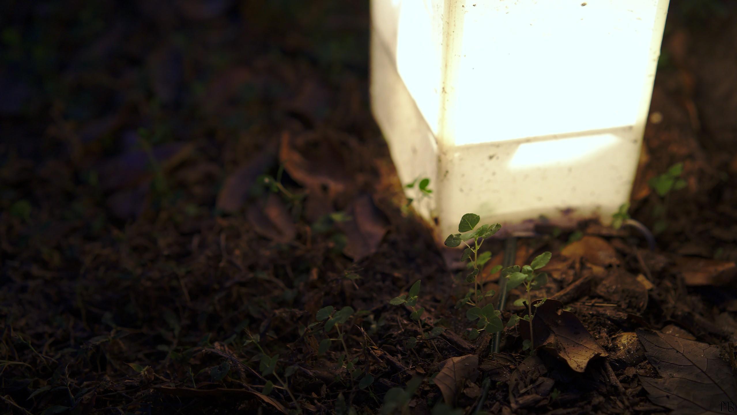 Little plants growing near light