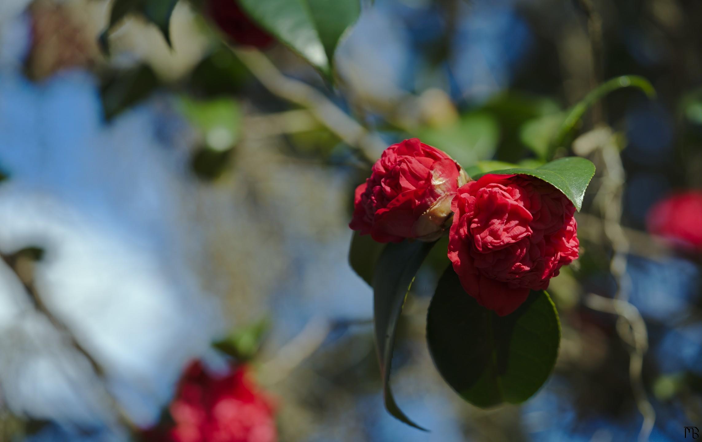 Red flowers in tree