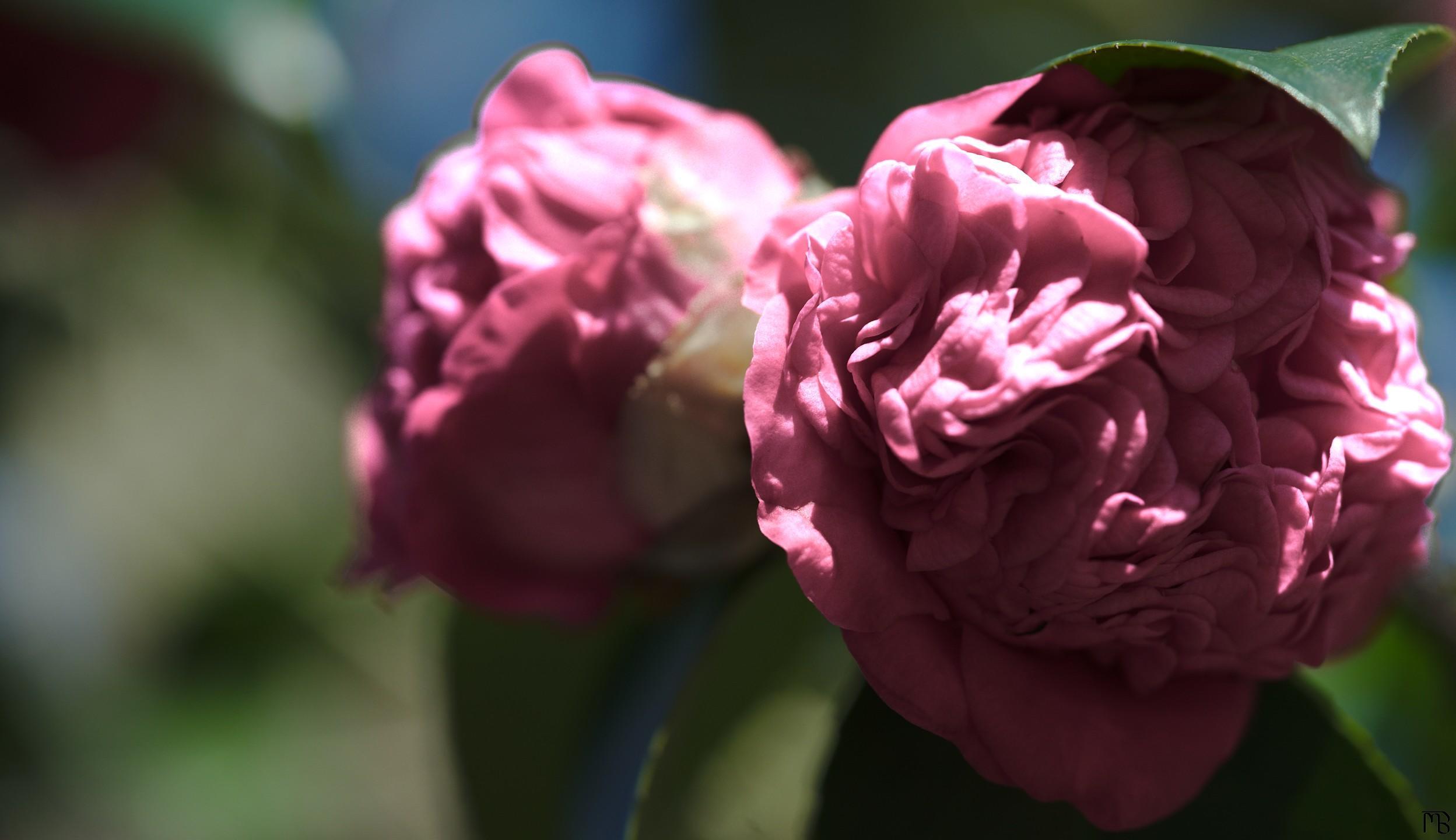 Pink flowers in tree