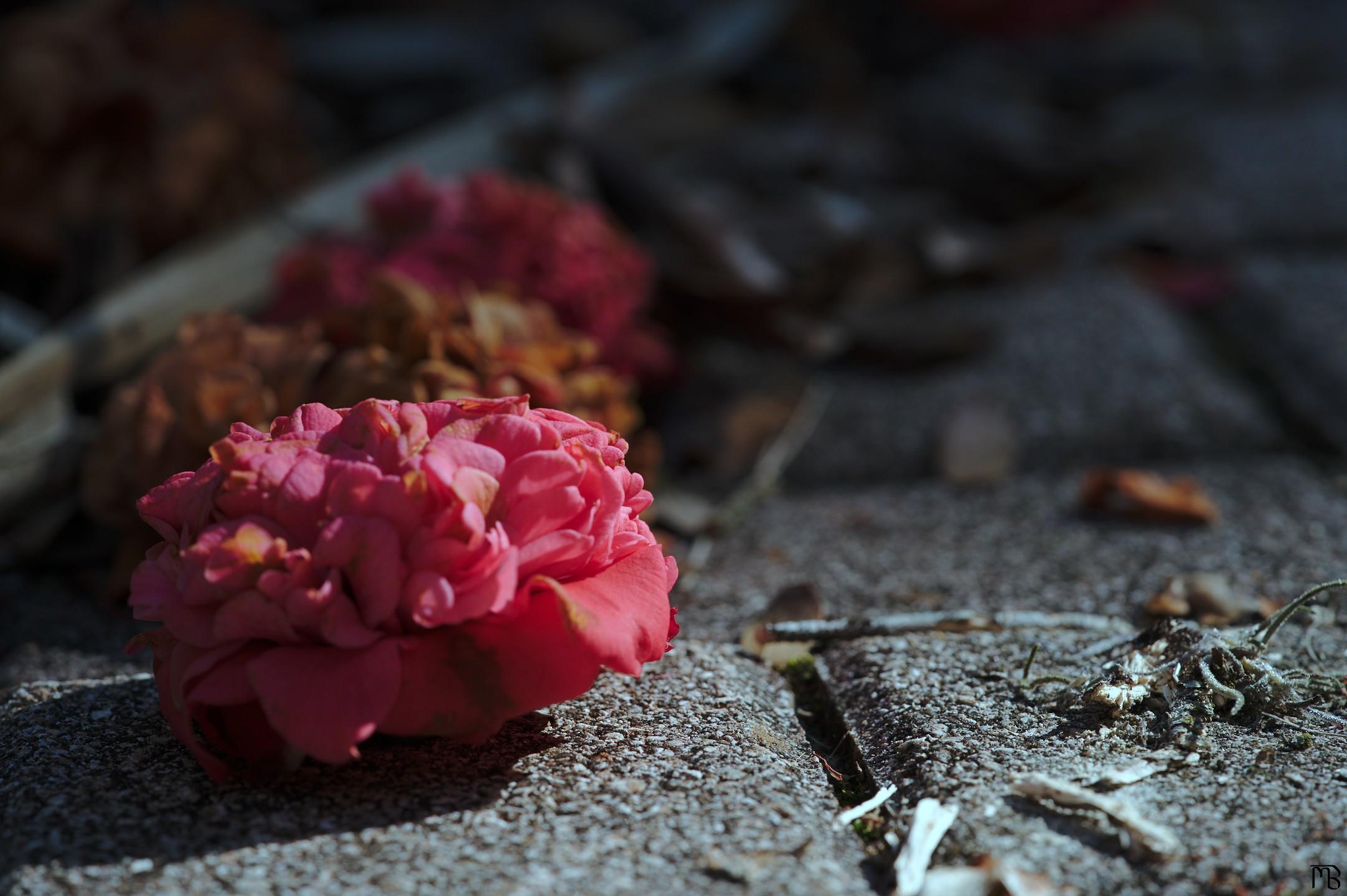 Pink flower petal on ground