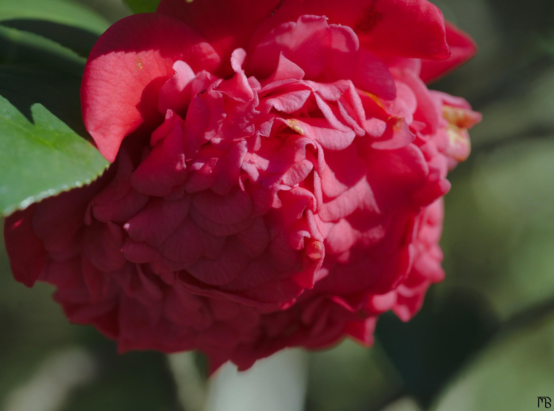 Close up of pink flower petals