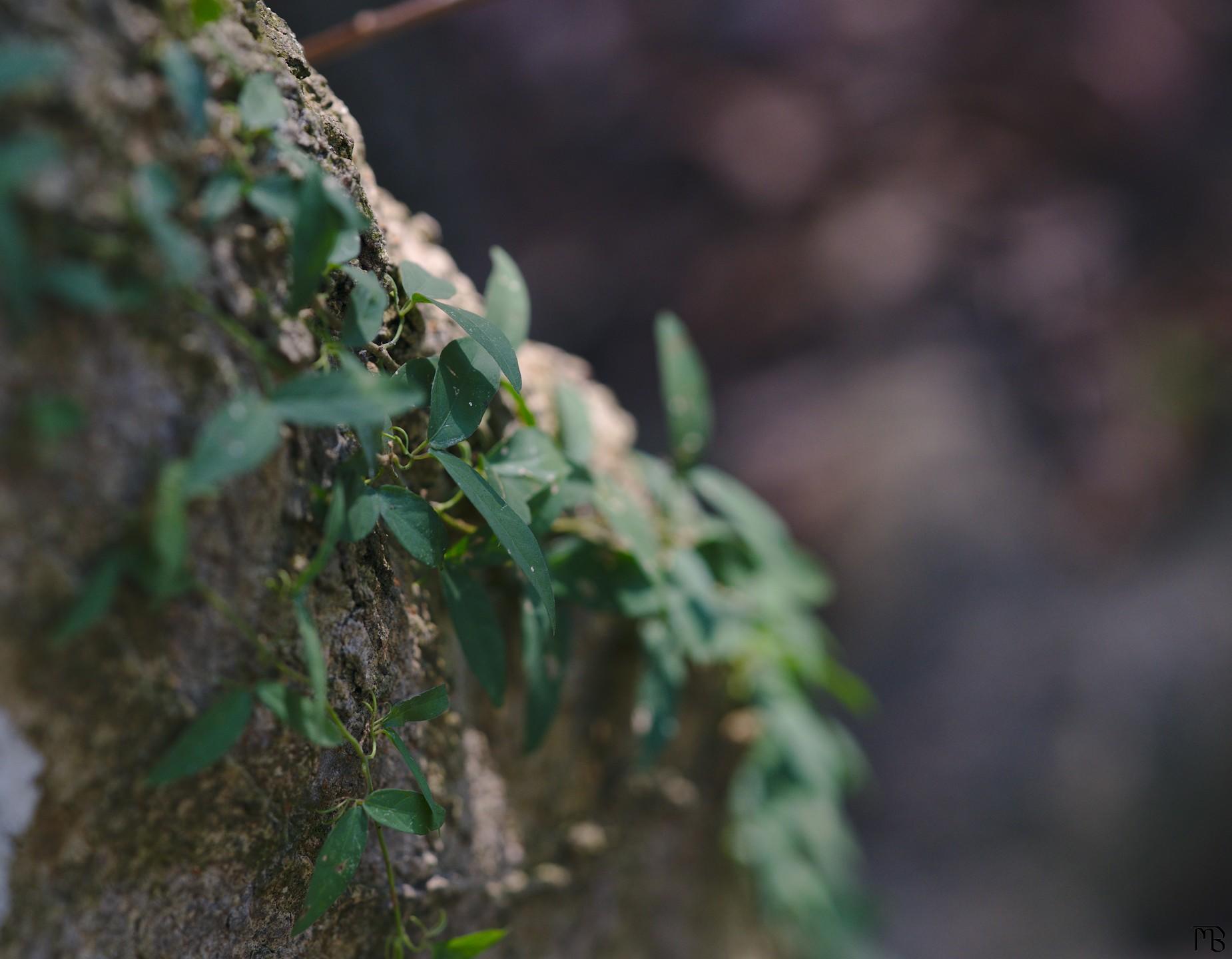 Green ivy on tree