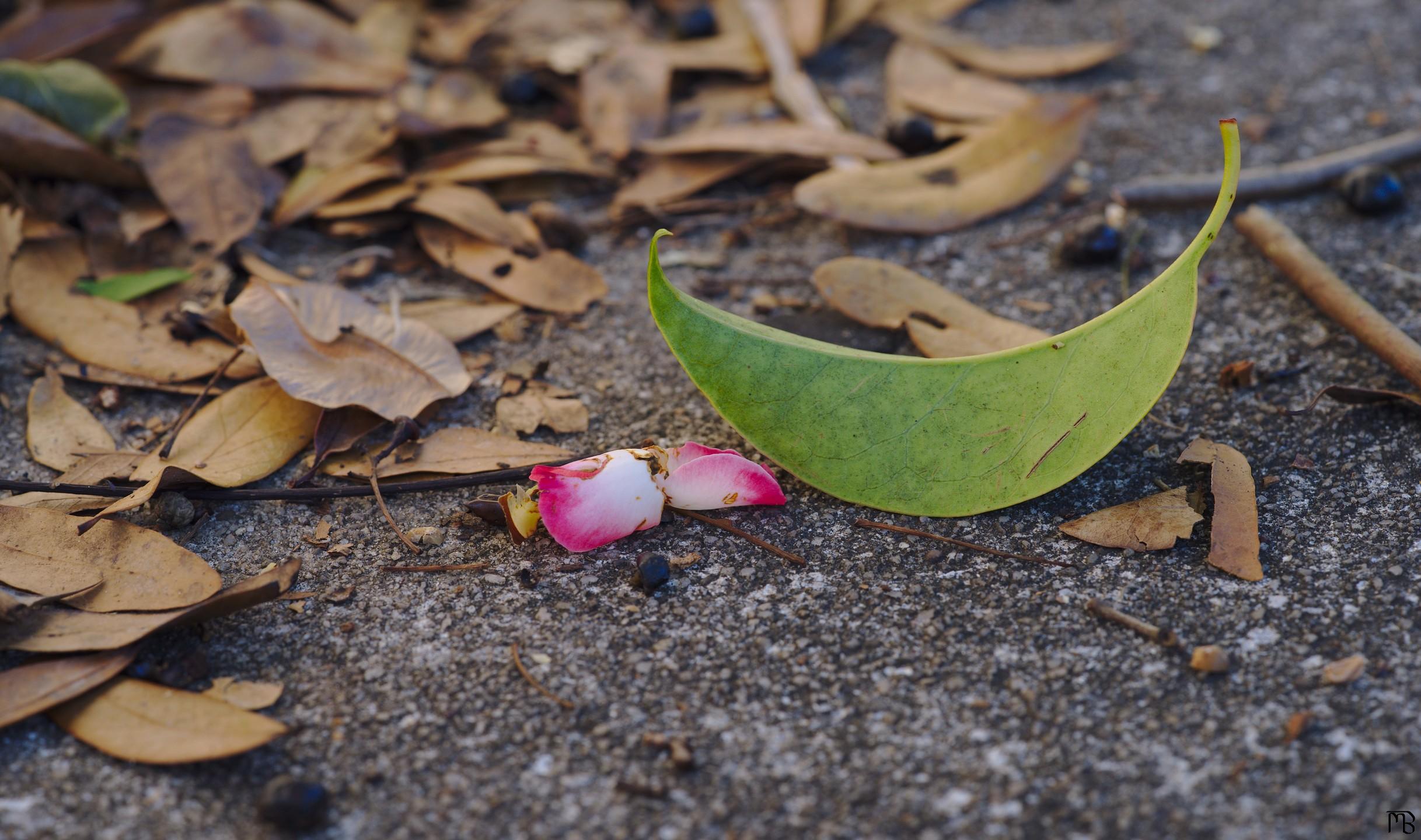 Red flower and green leaf onn sidewalk