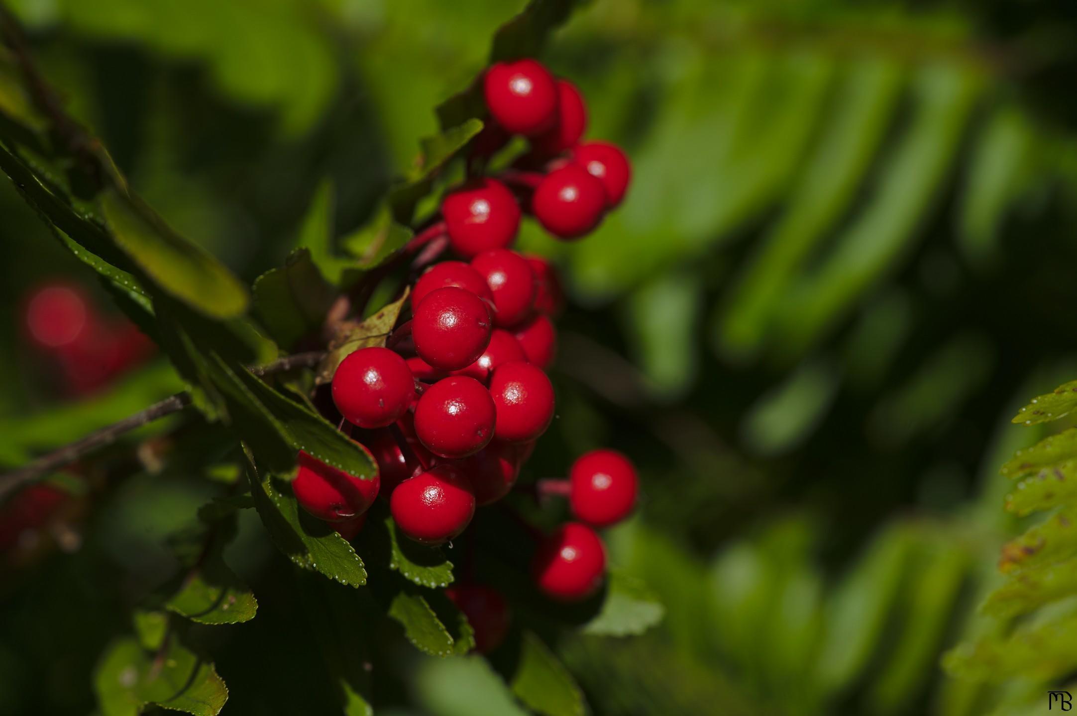 Red berries on tree