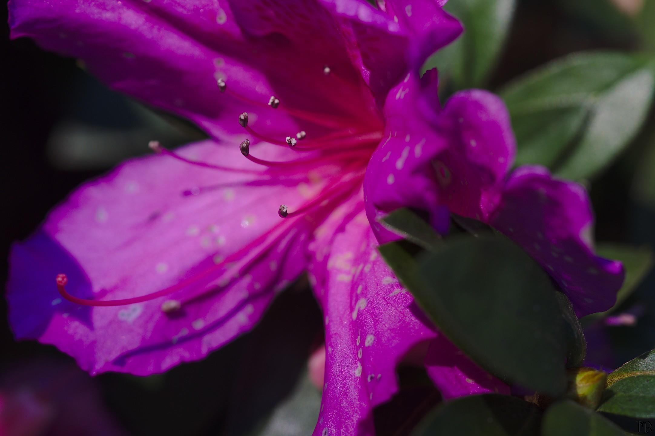 Pink-purple flower on bush