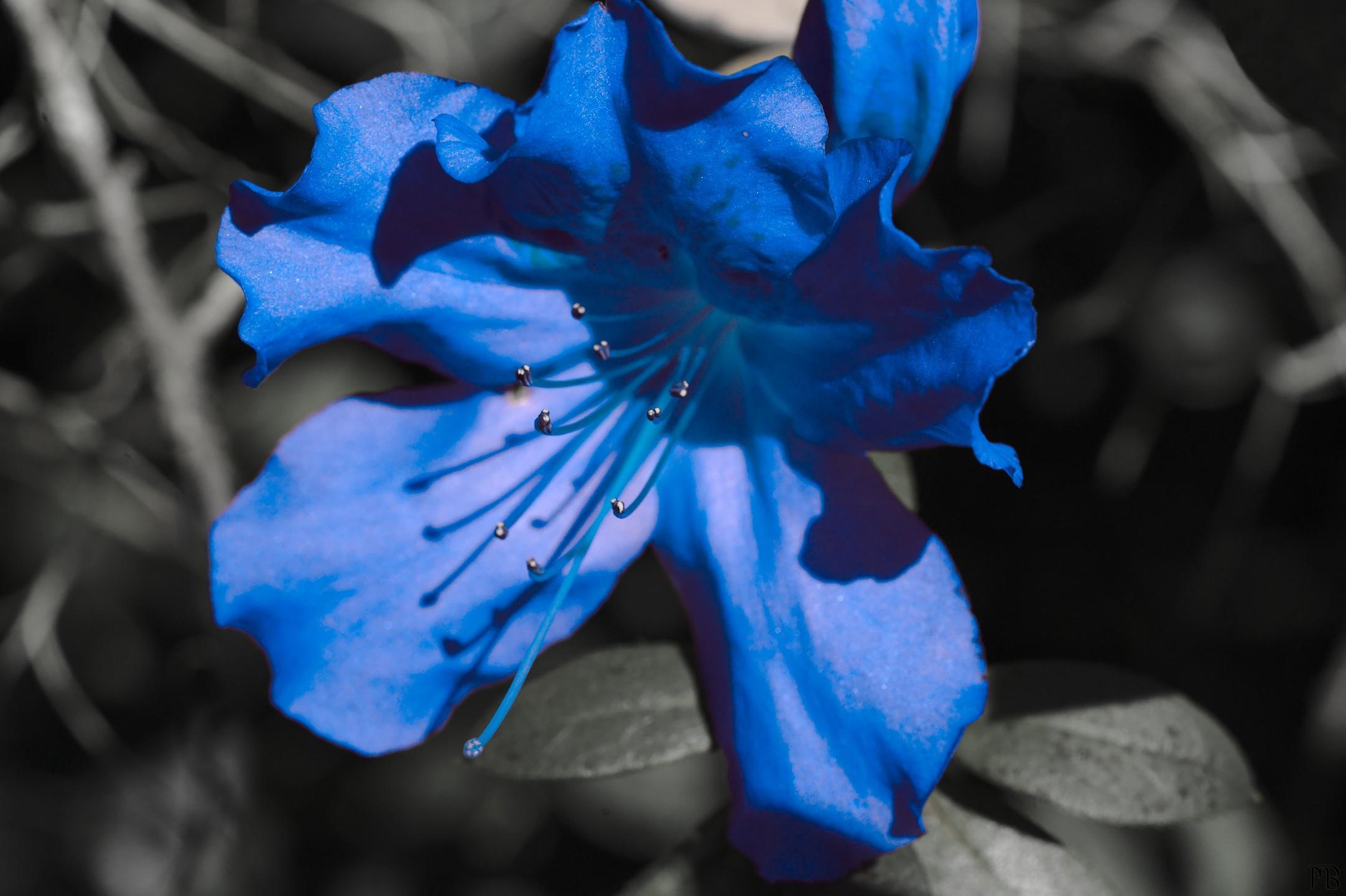 Arty flower turned blue