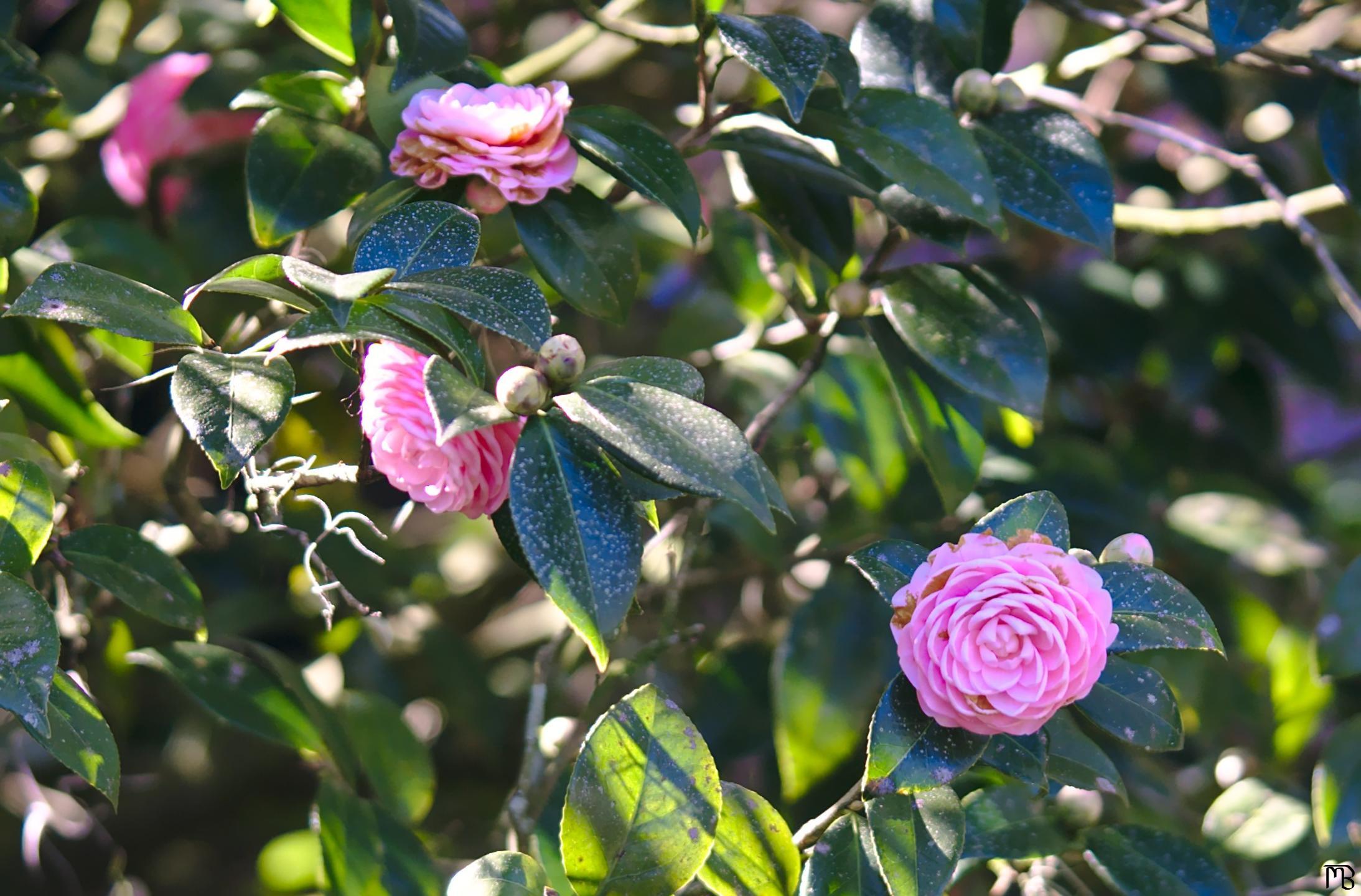 Pink flowers in bush