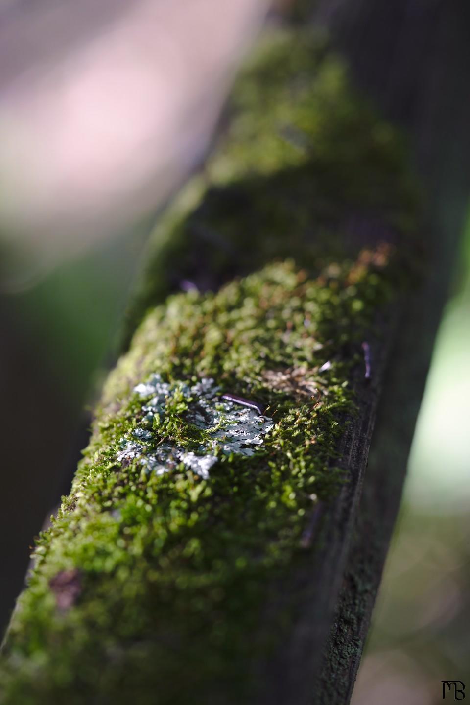 Moss on wooden fence