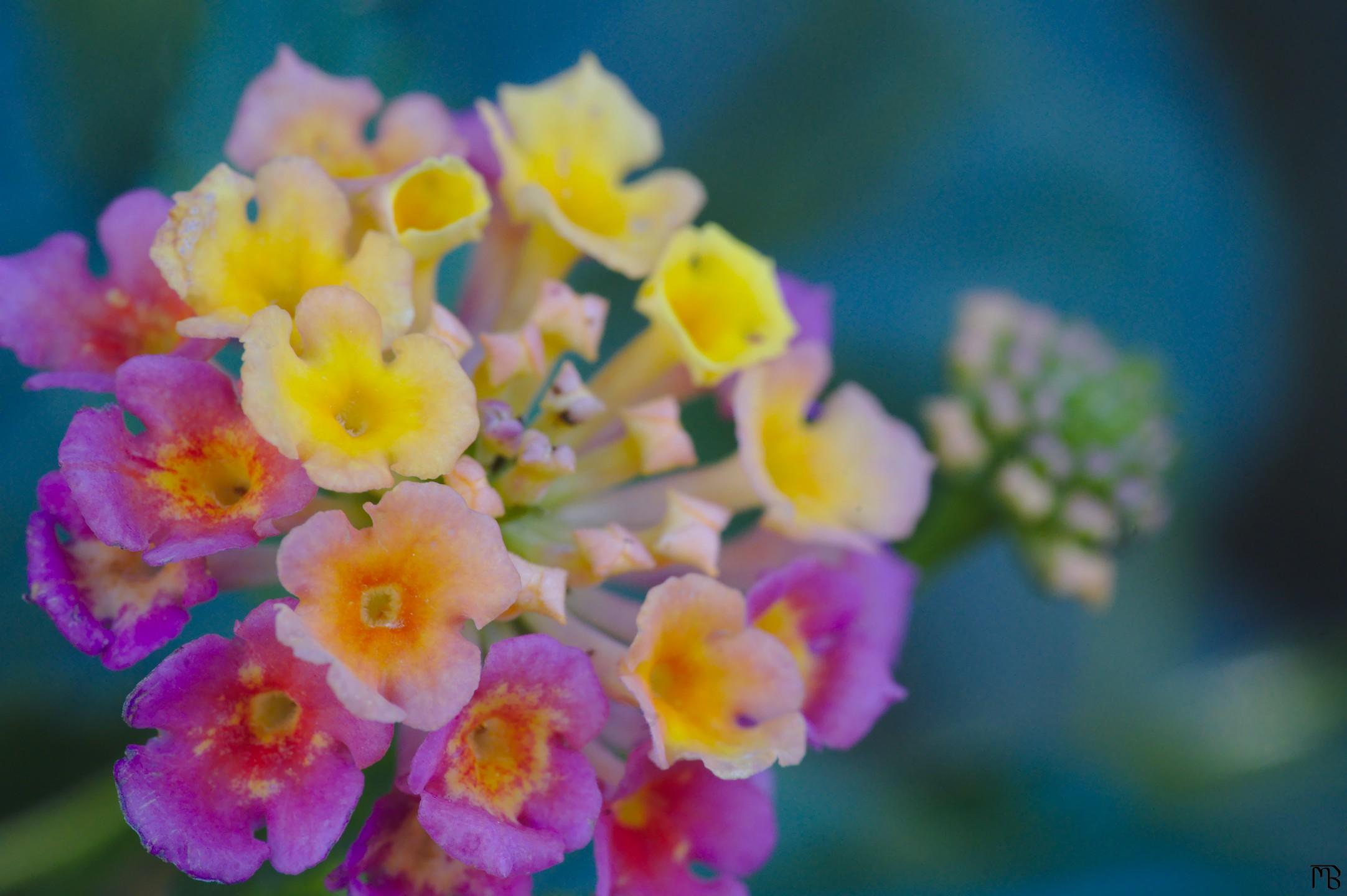 Pink and yellow flower