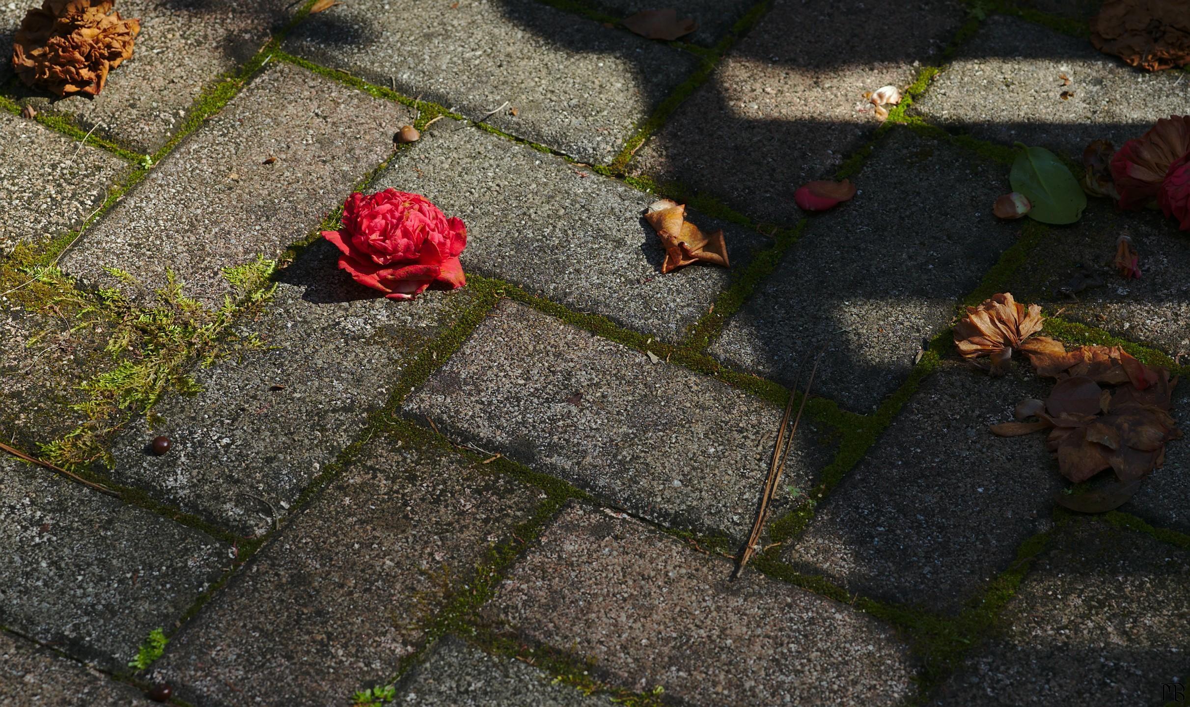 Red flower on brick path surrounded by death