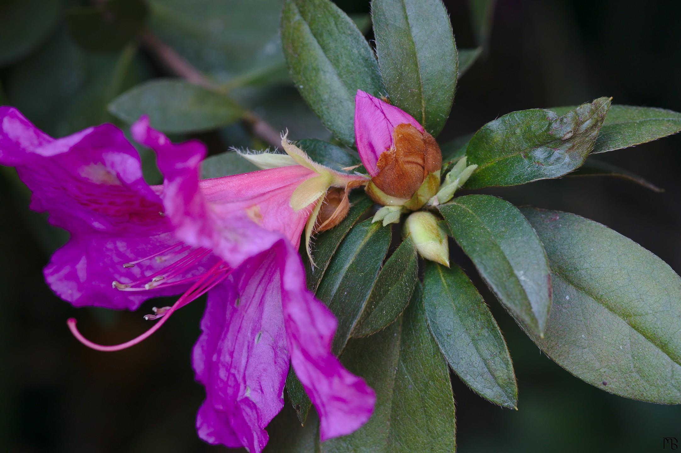 Pink-purple flower bud next to sibling