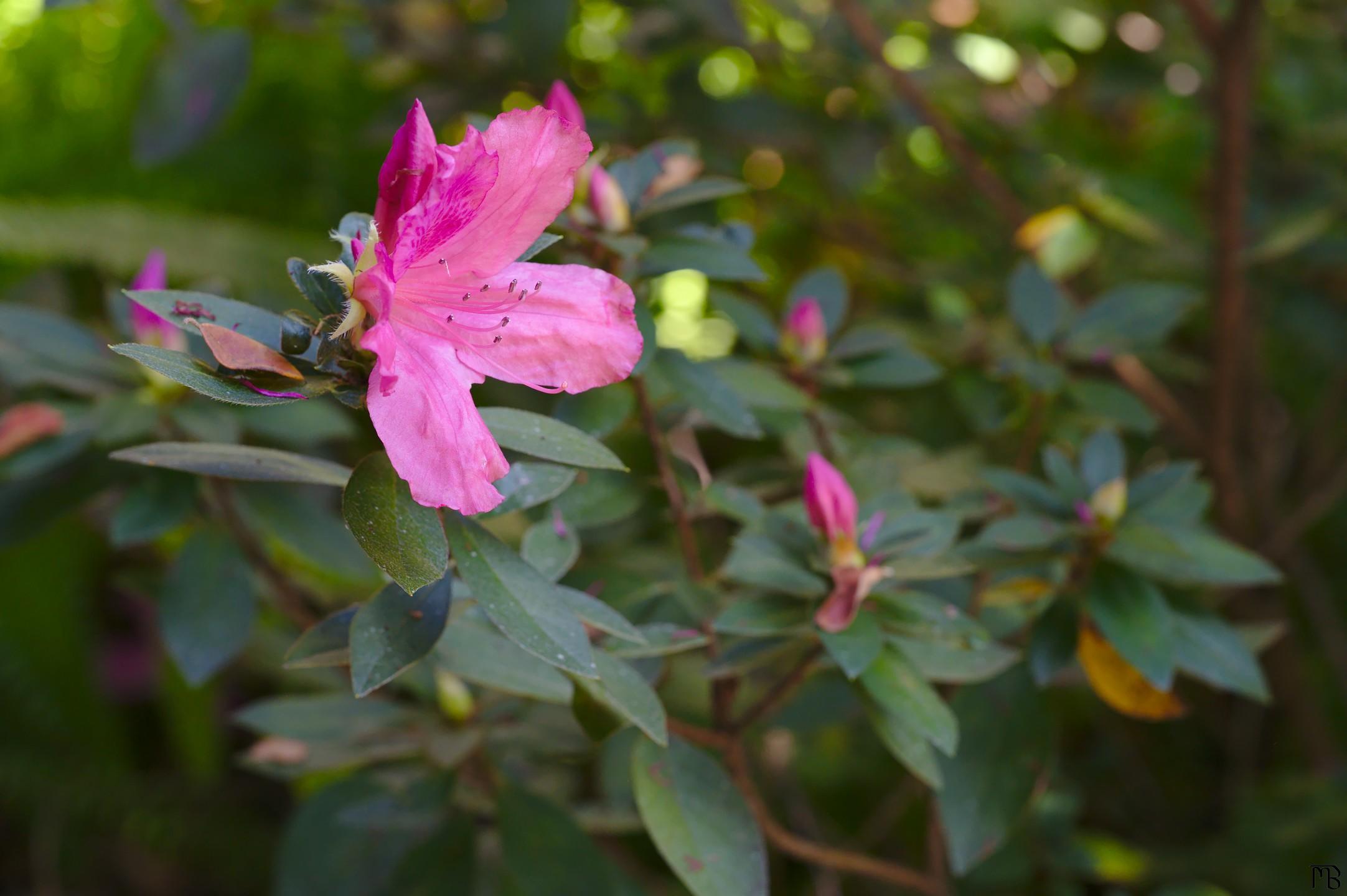 Pink-purple flower near other buds