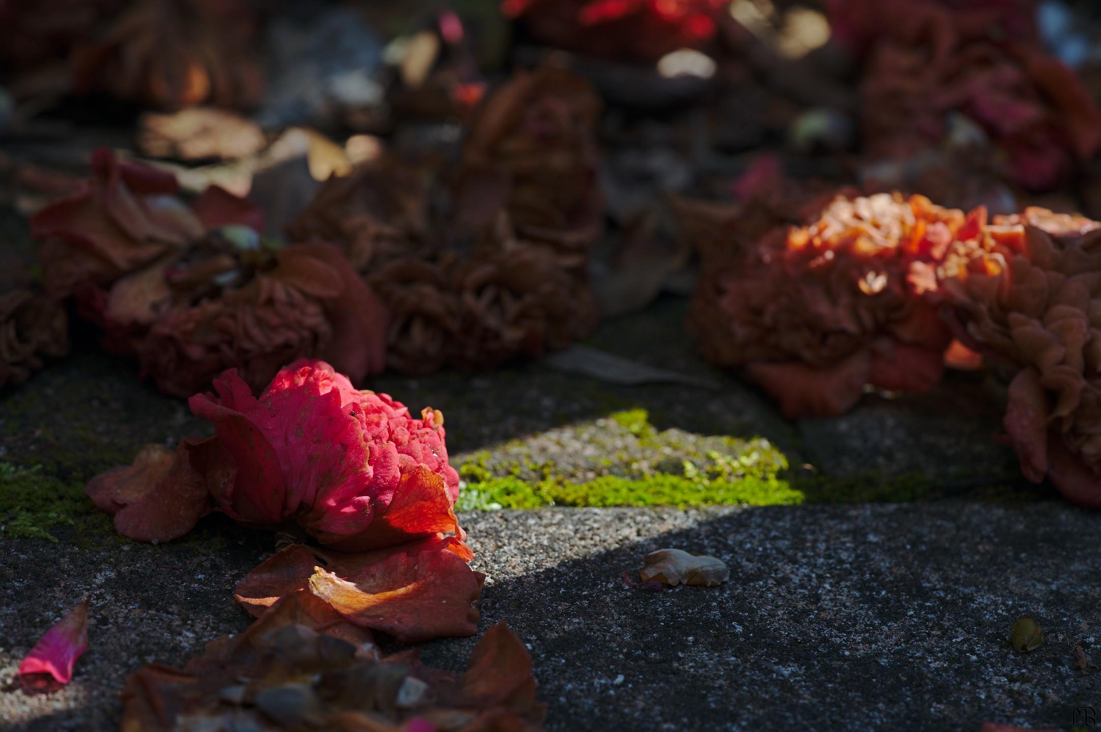 Red flower near dead siblings