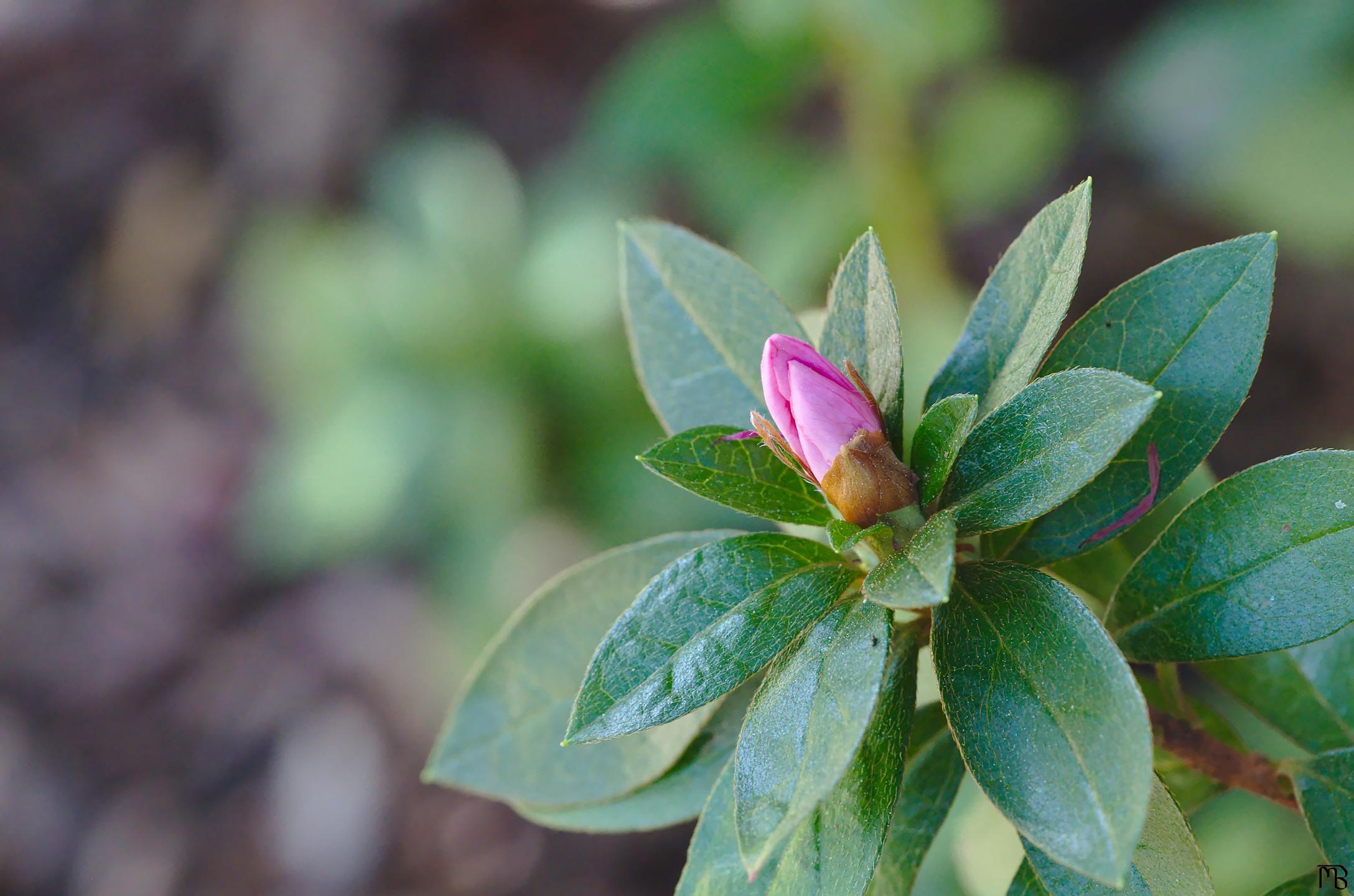 Small pink flower bud