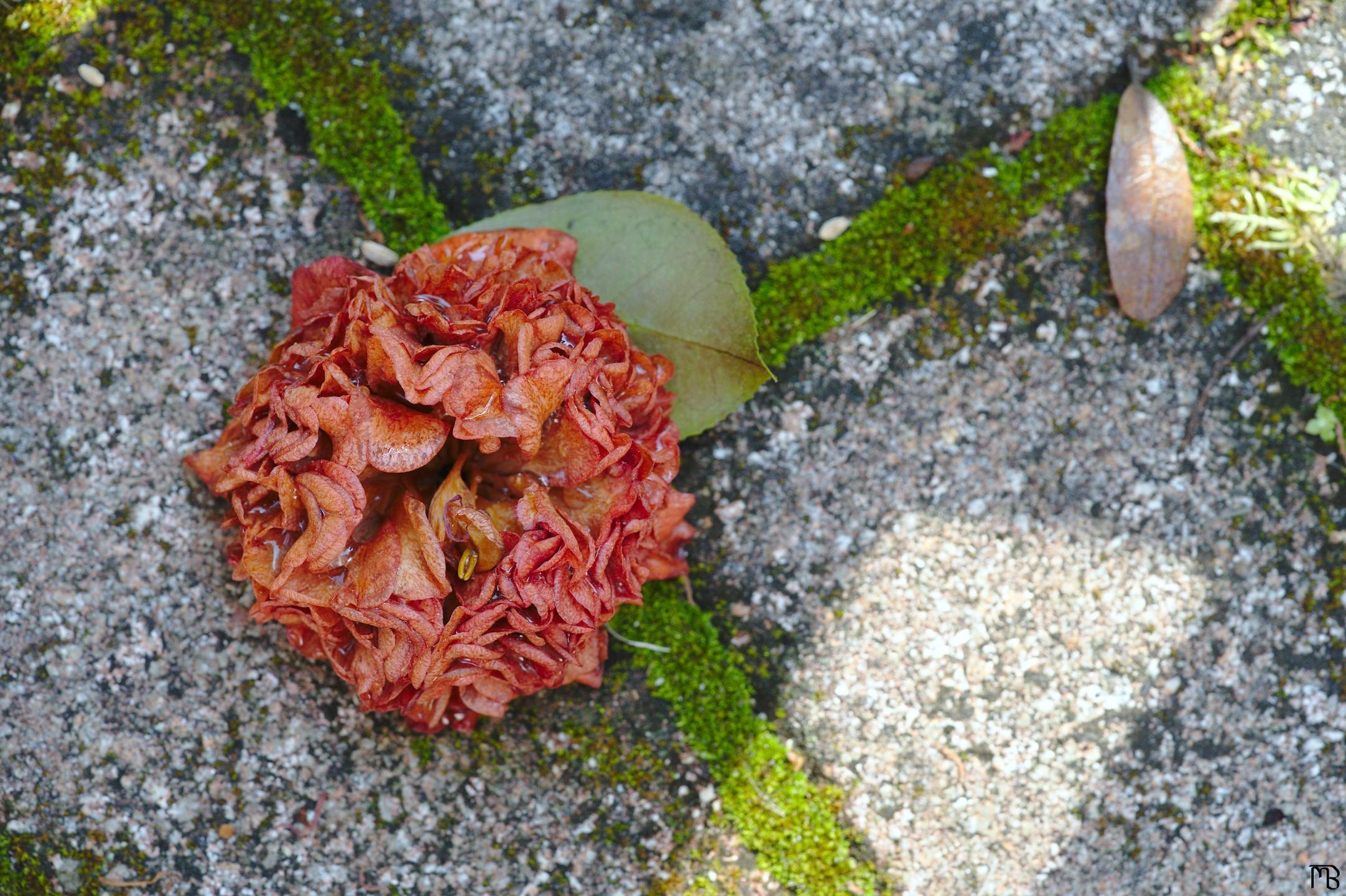 Red orange flower on mossy brick