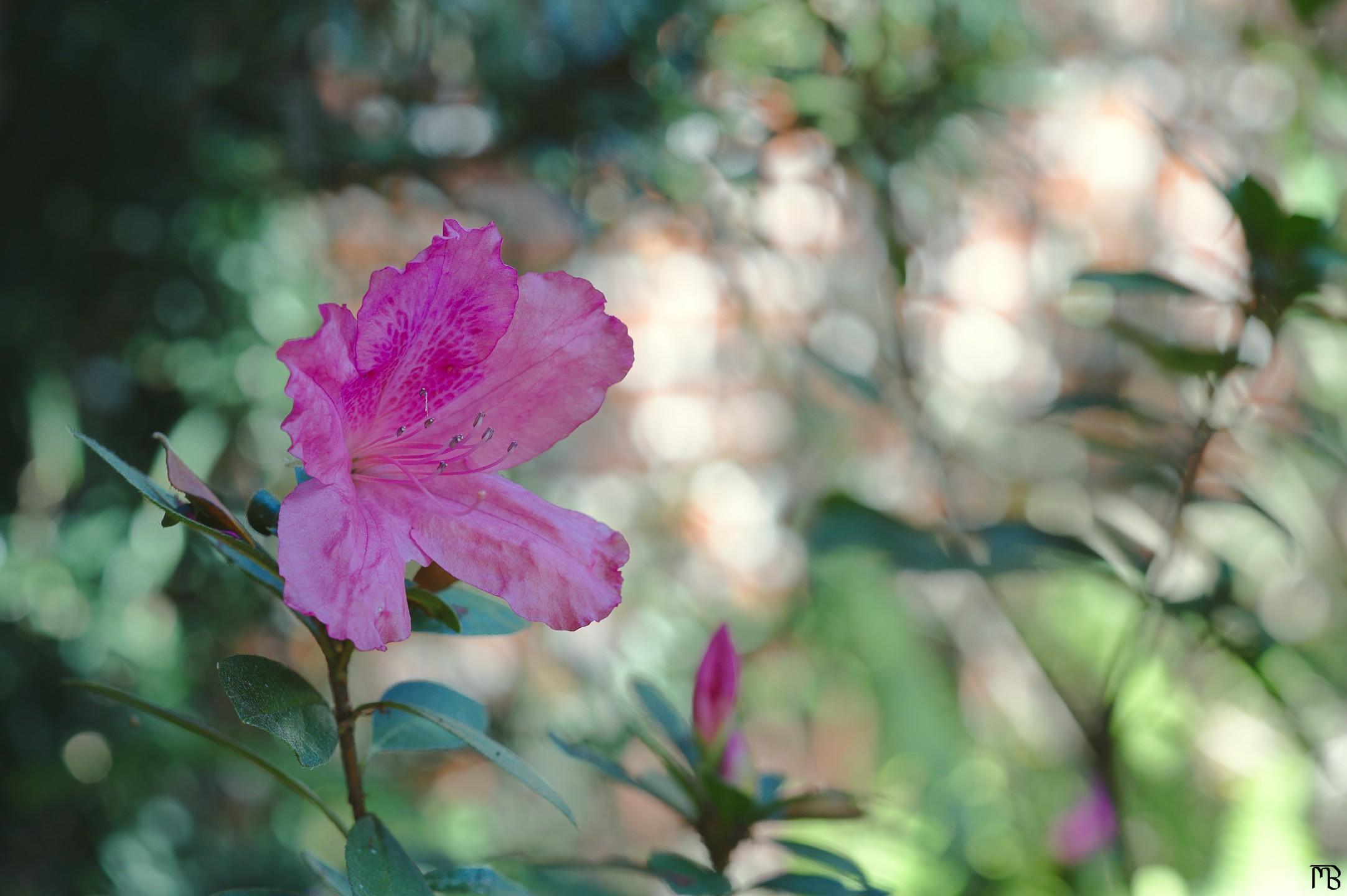 Pink flower near brick wall