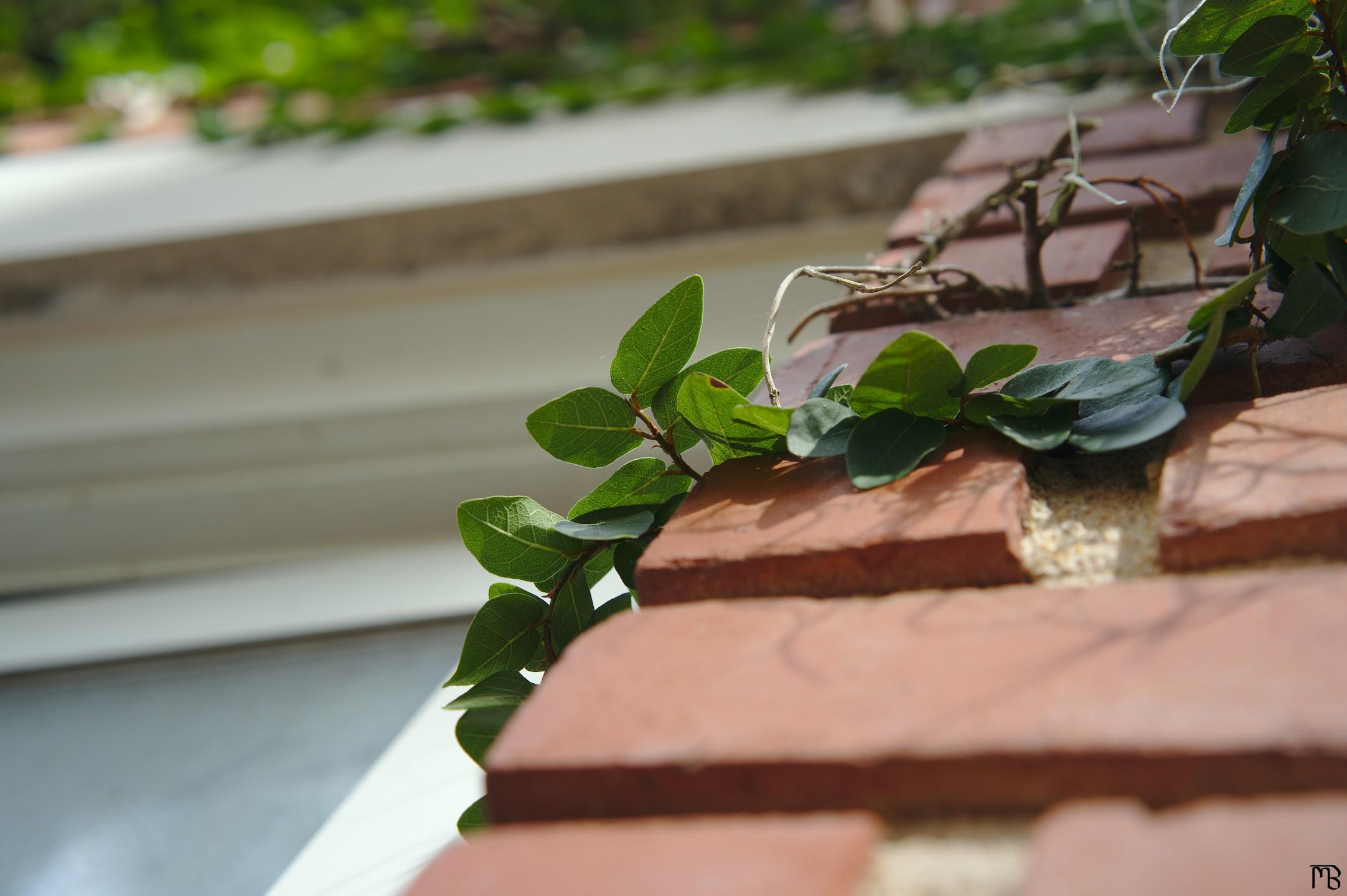 Green ivy on brick wall near window