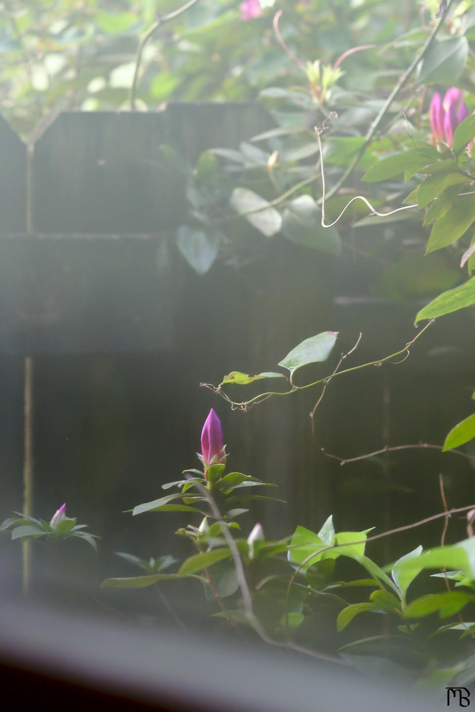 Pink flower bud near gate through window