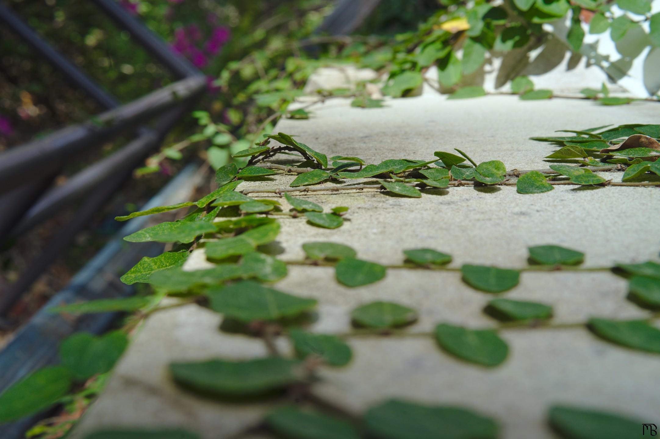 Green ivy near white window