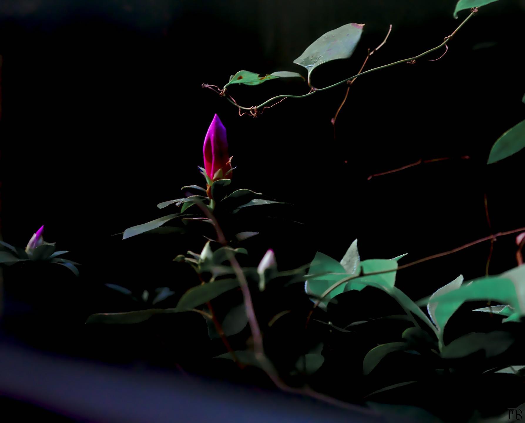 Arty pink and purple bud near blue leaves