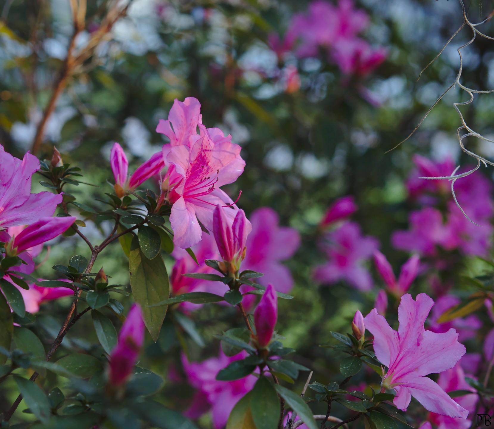 Pink purple flower amongst siblings