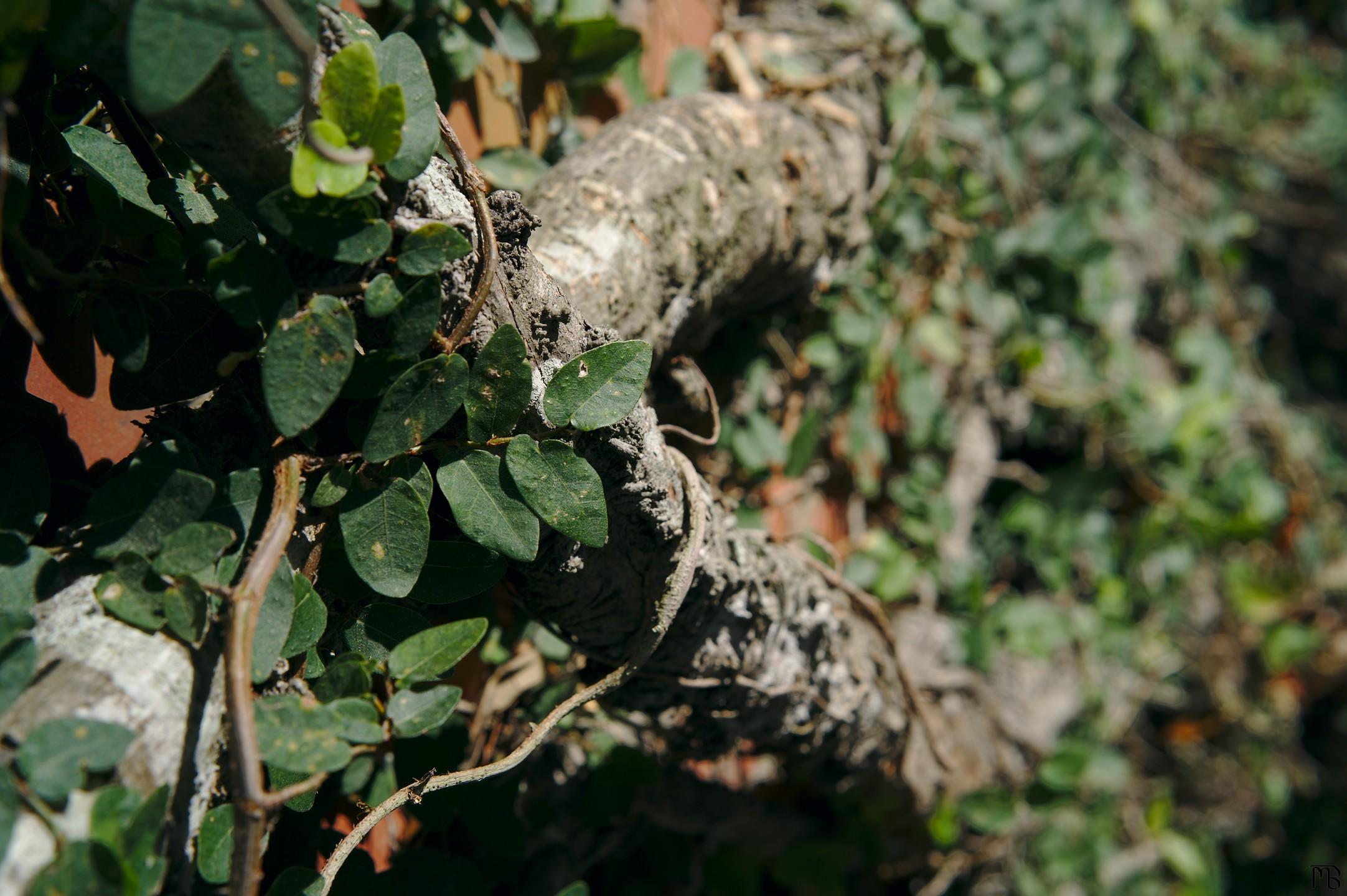 Thick vines near wall